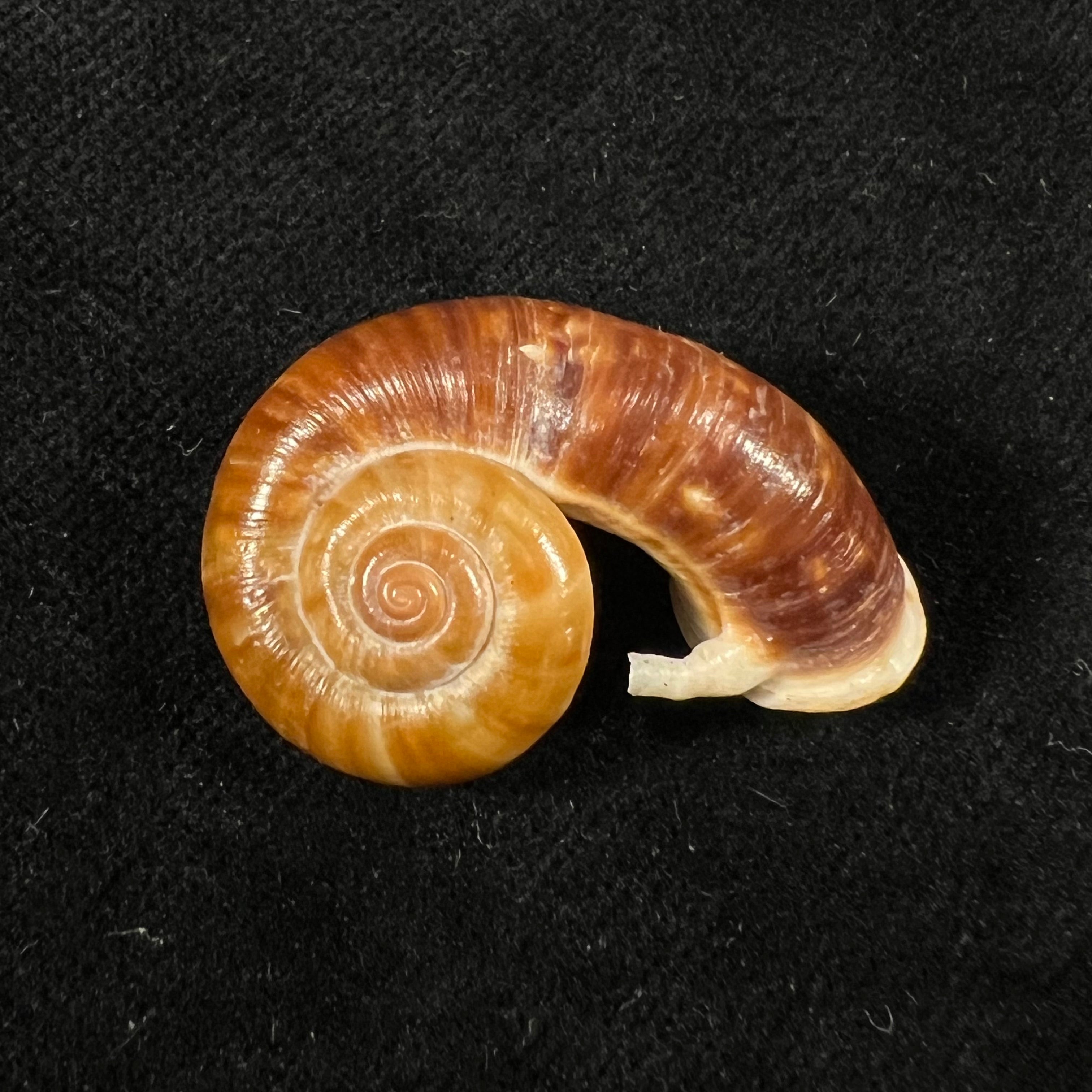 Rhiostoma jalorense Sykes, 1903 - 30,3mm