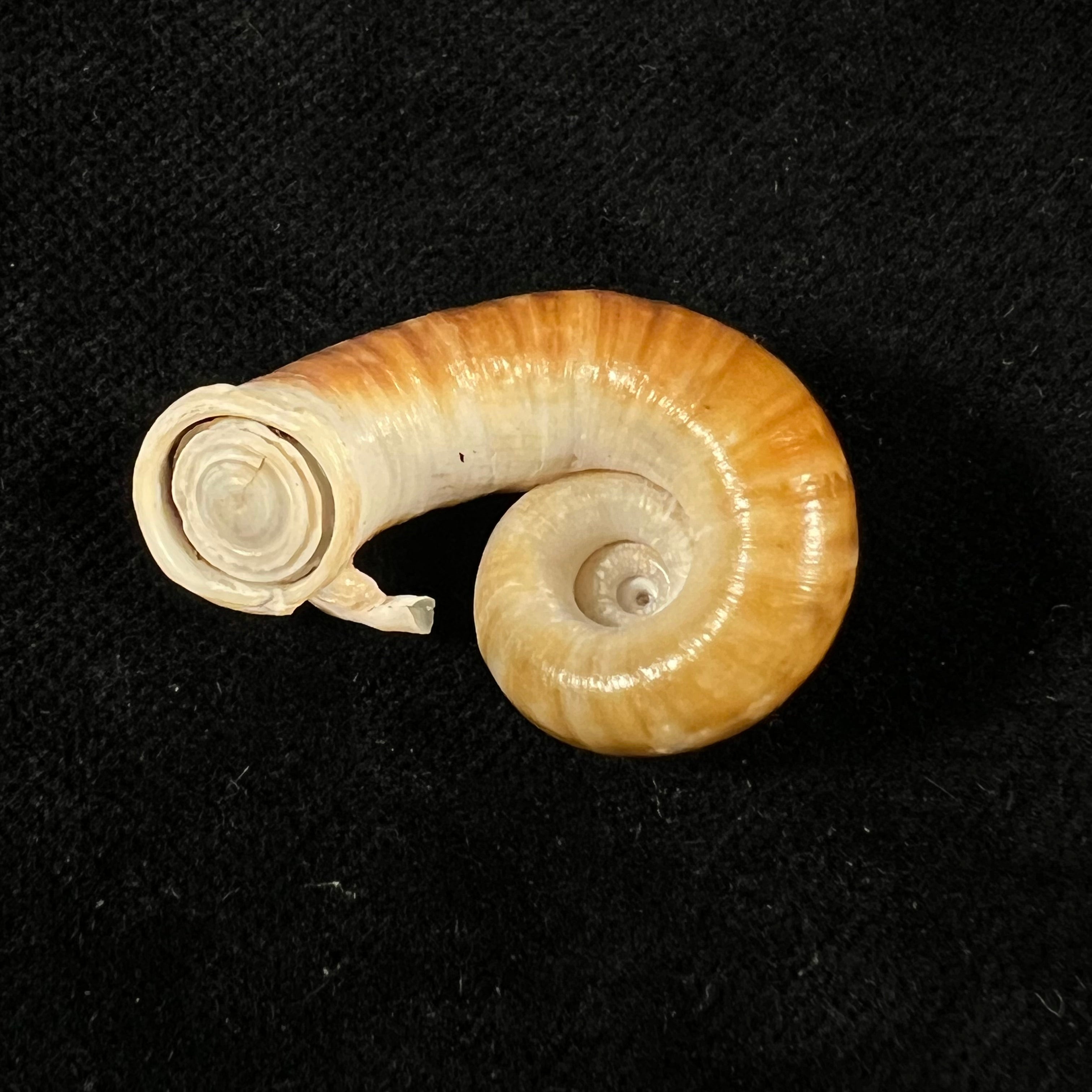 Rhiostoma jalorense Sykes, 1903 - 30,3mm