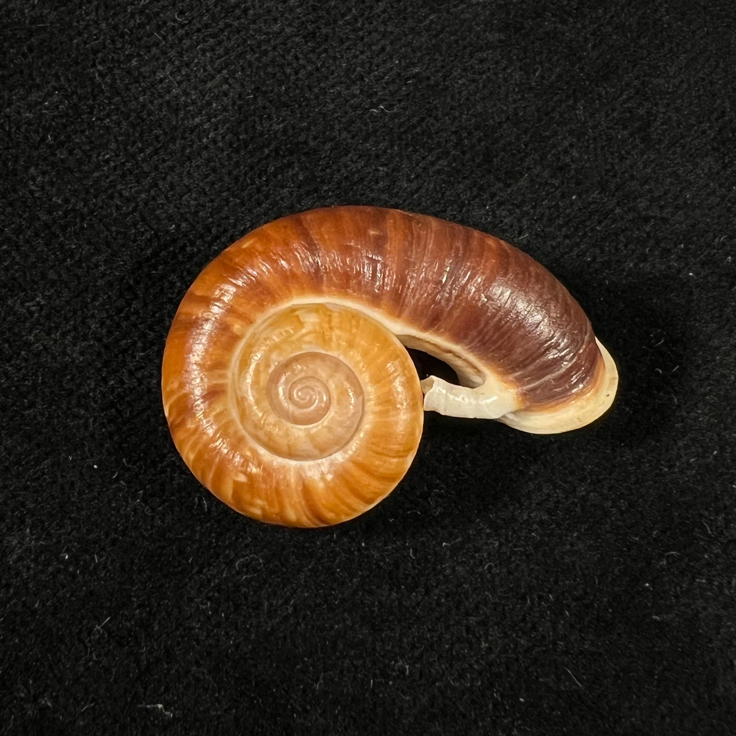 Rhiostoma jalorense Sykes, 1903 - 30,5mm