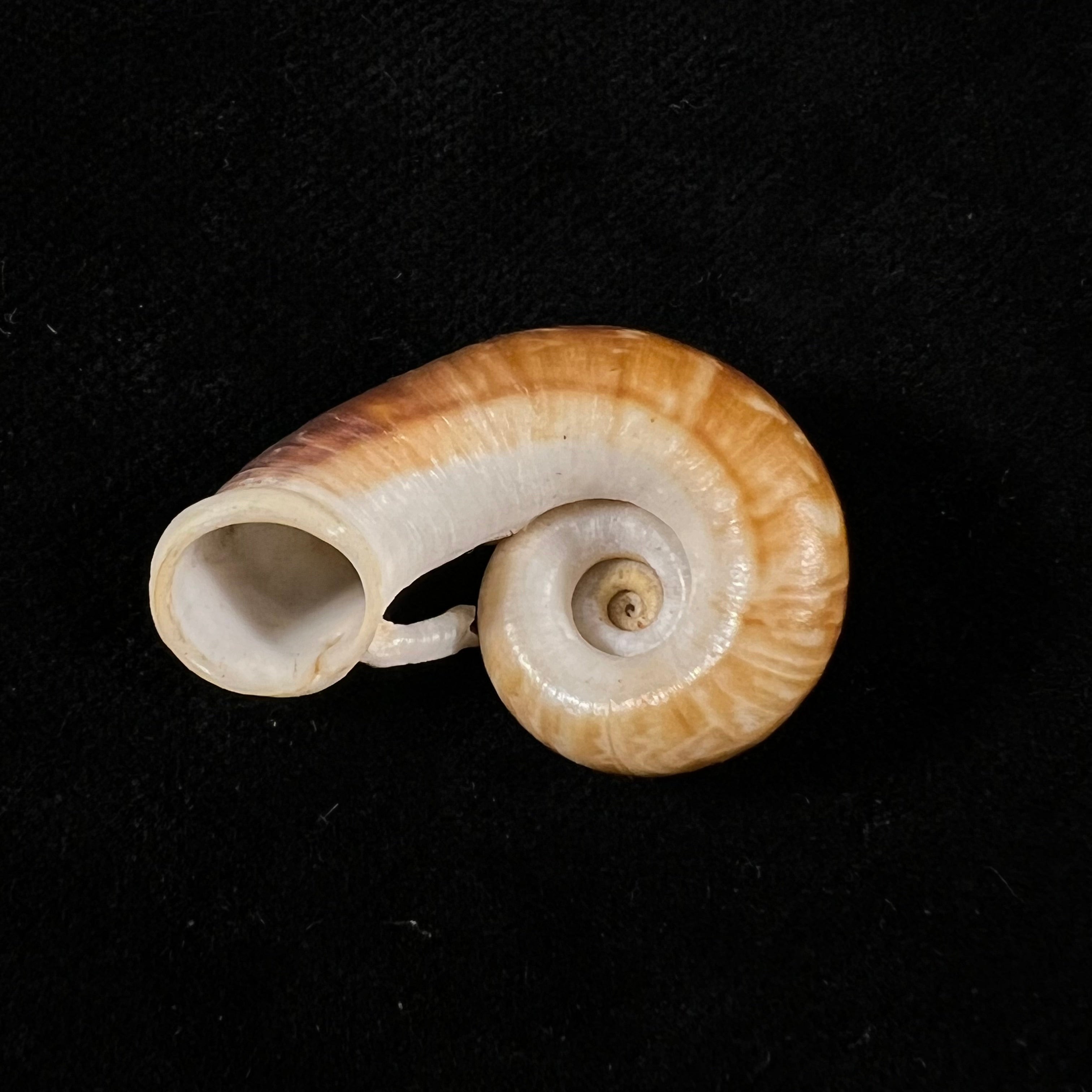 Rhiostoma jalorense Sykes, 1903 - 30,5mm