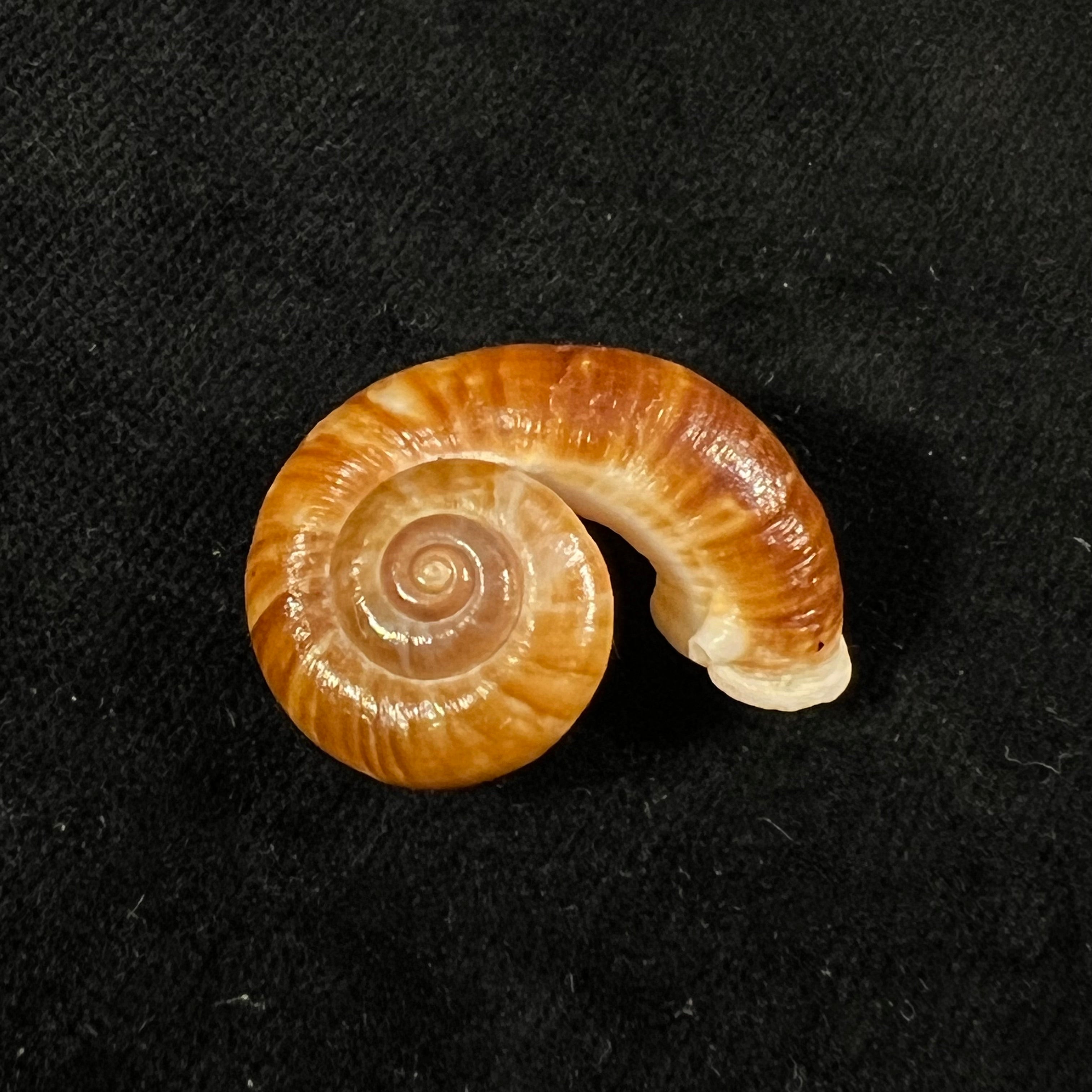 Rhiostoma jalorense Sykes, 1903 - 29mm