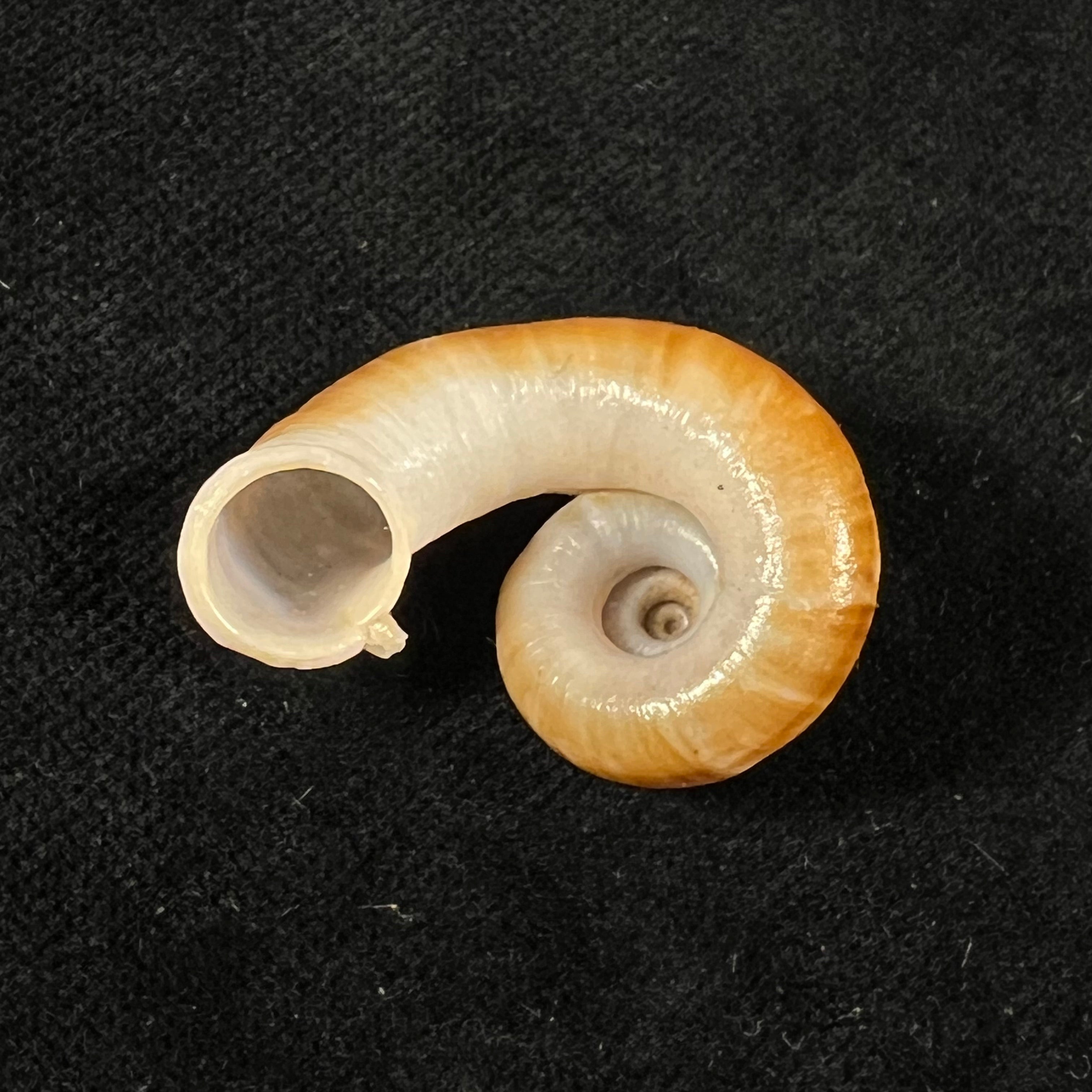 Rhiostoma jalorense Sykes, 1903 - 29mm