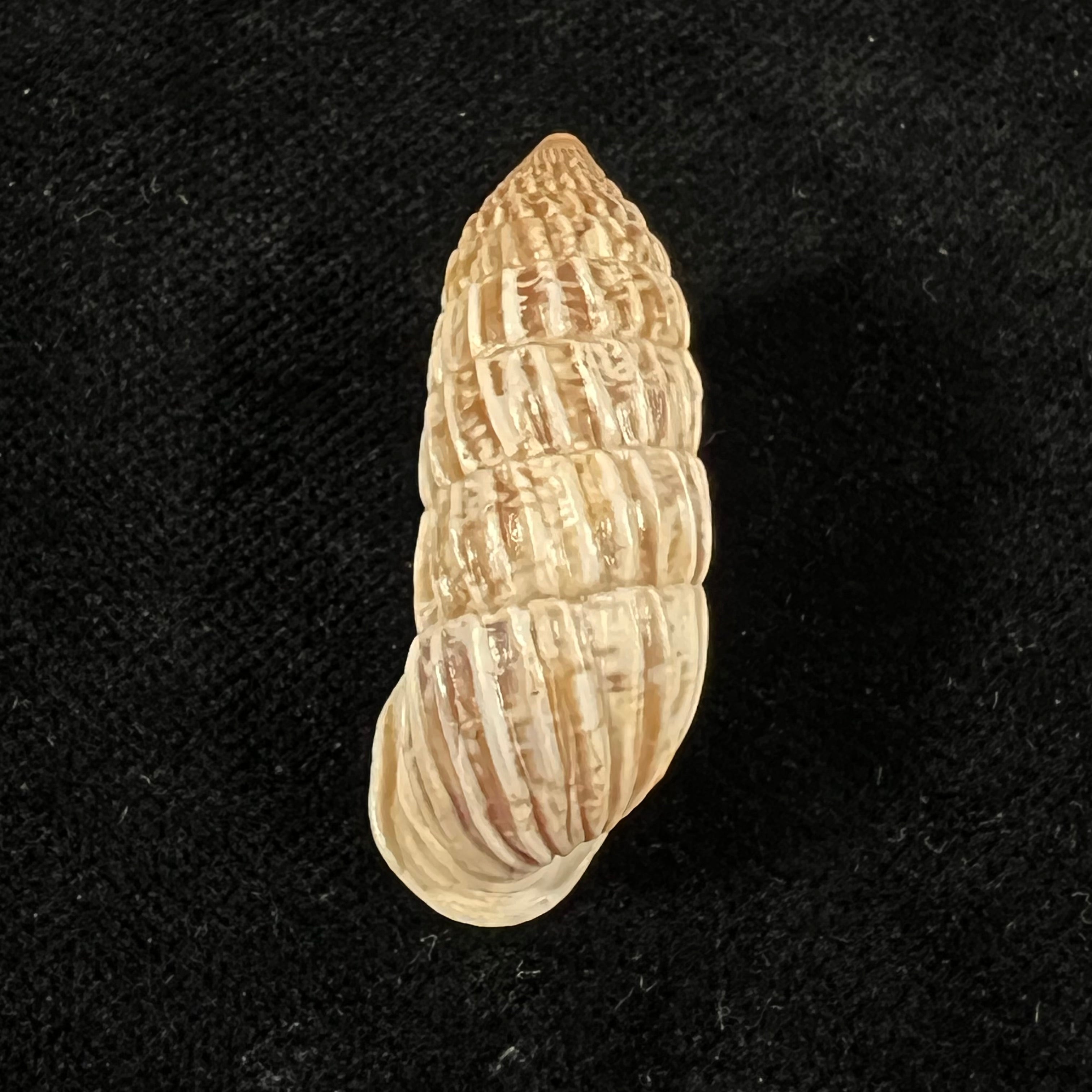 Cerion magister Pilsbry & Vannata, 1896 - 35,9mm