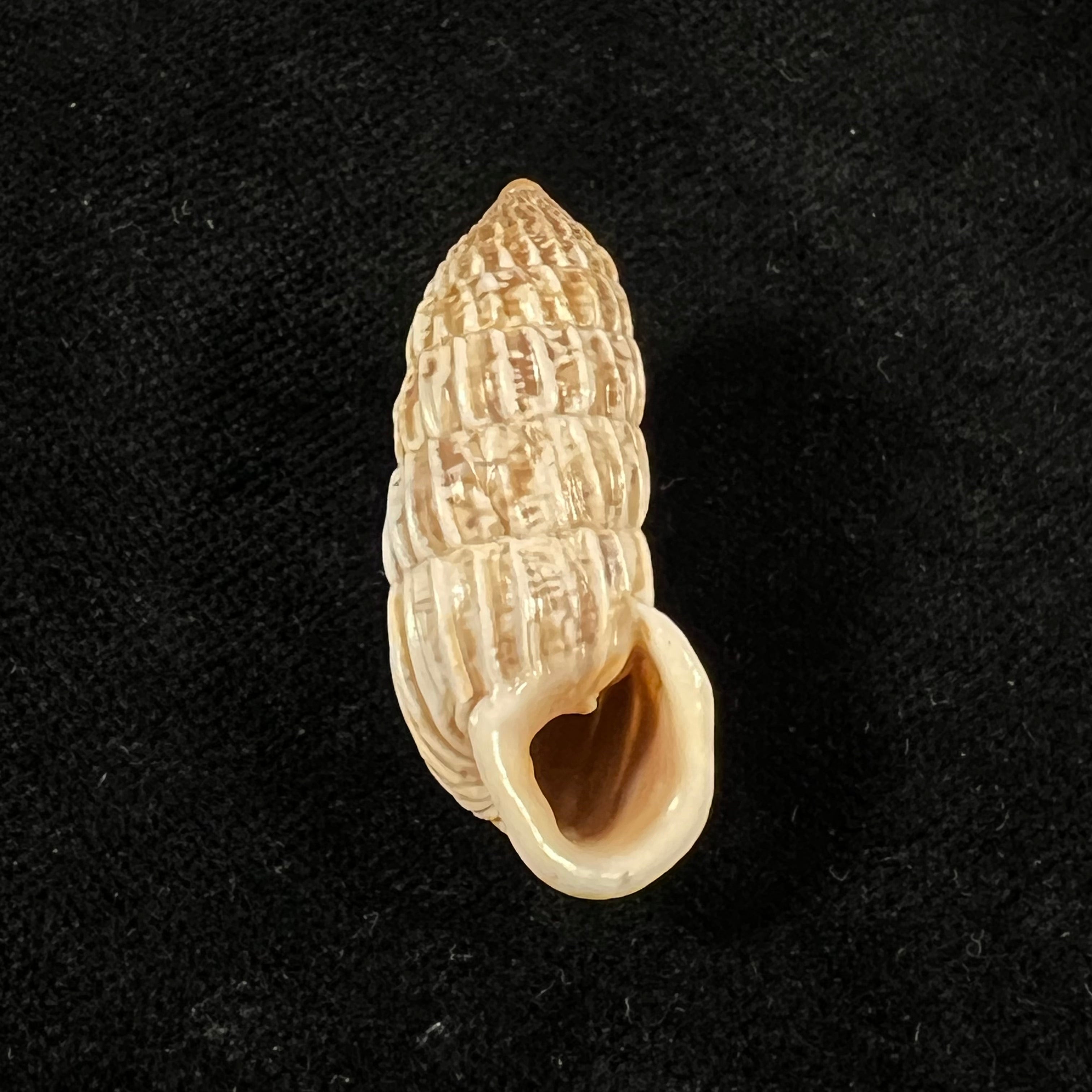 Cerion magister Pilsbry & Vannata, 1896 - 35,9mm