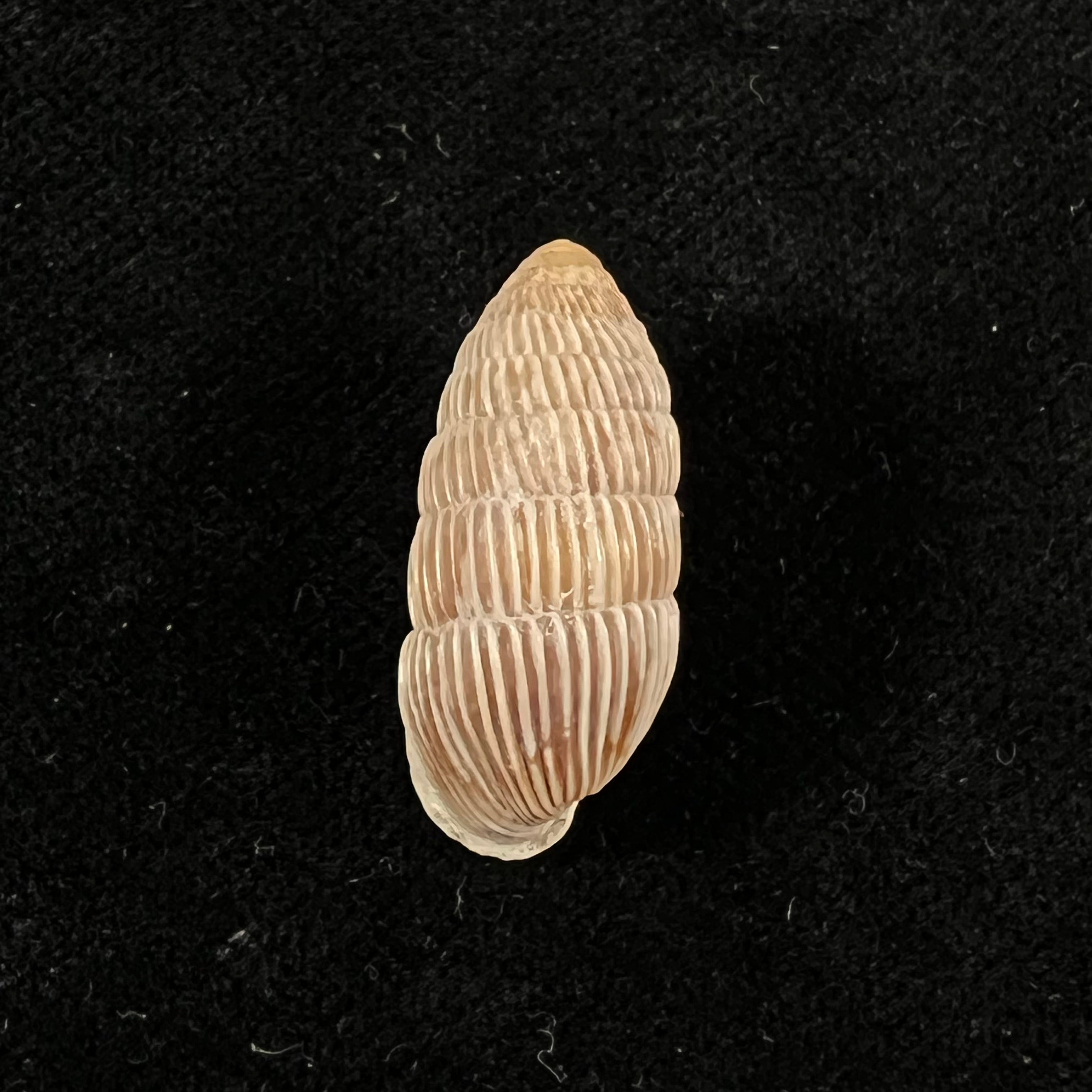 Cerion inquitum (Maynard & N. A. Clapp, 1920) - 24,7mm