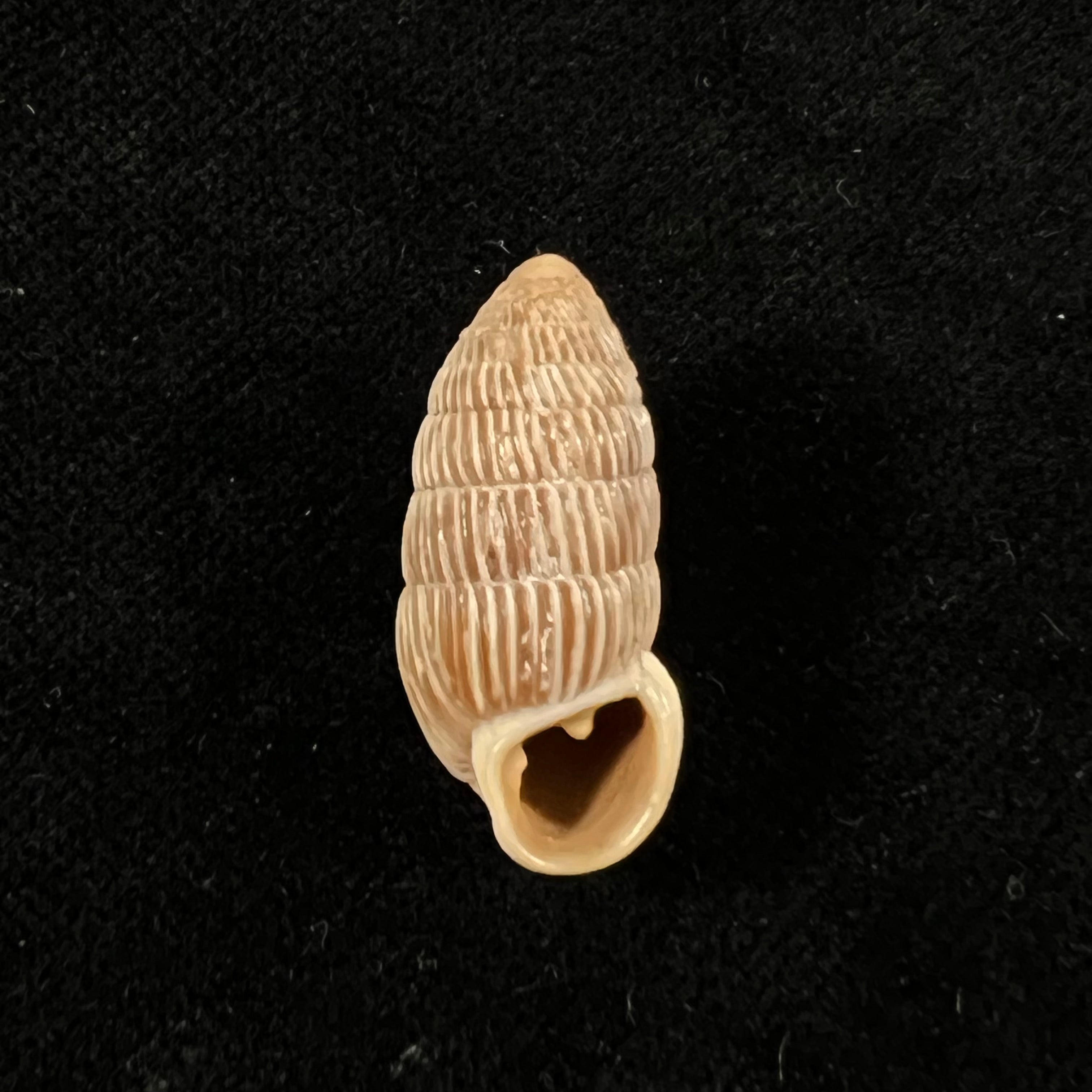 Cerion inquitum (Maynard & N. A. Clapp, 1920) - 24,7mm