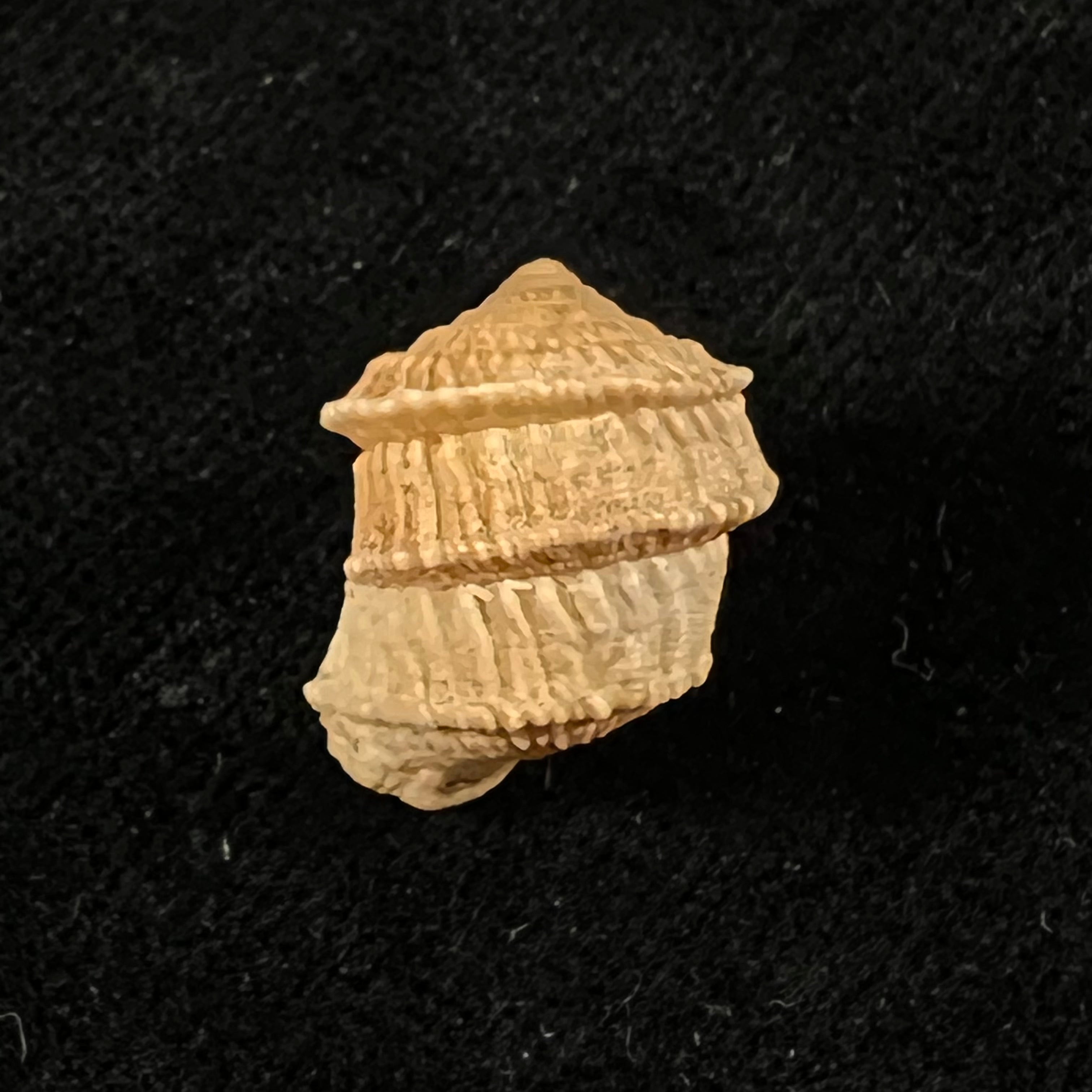 Cerion disforme nodali Clench & Aguayo, 1946 - 17mm