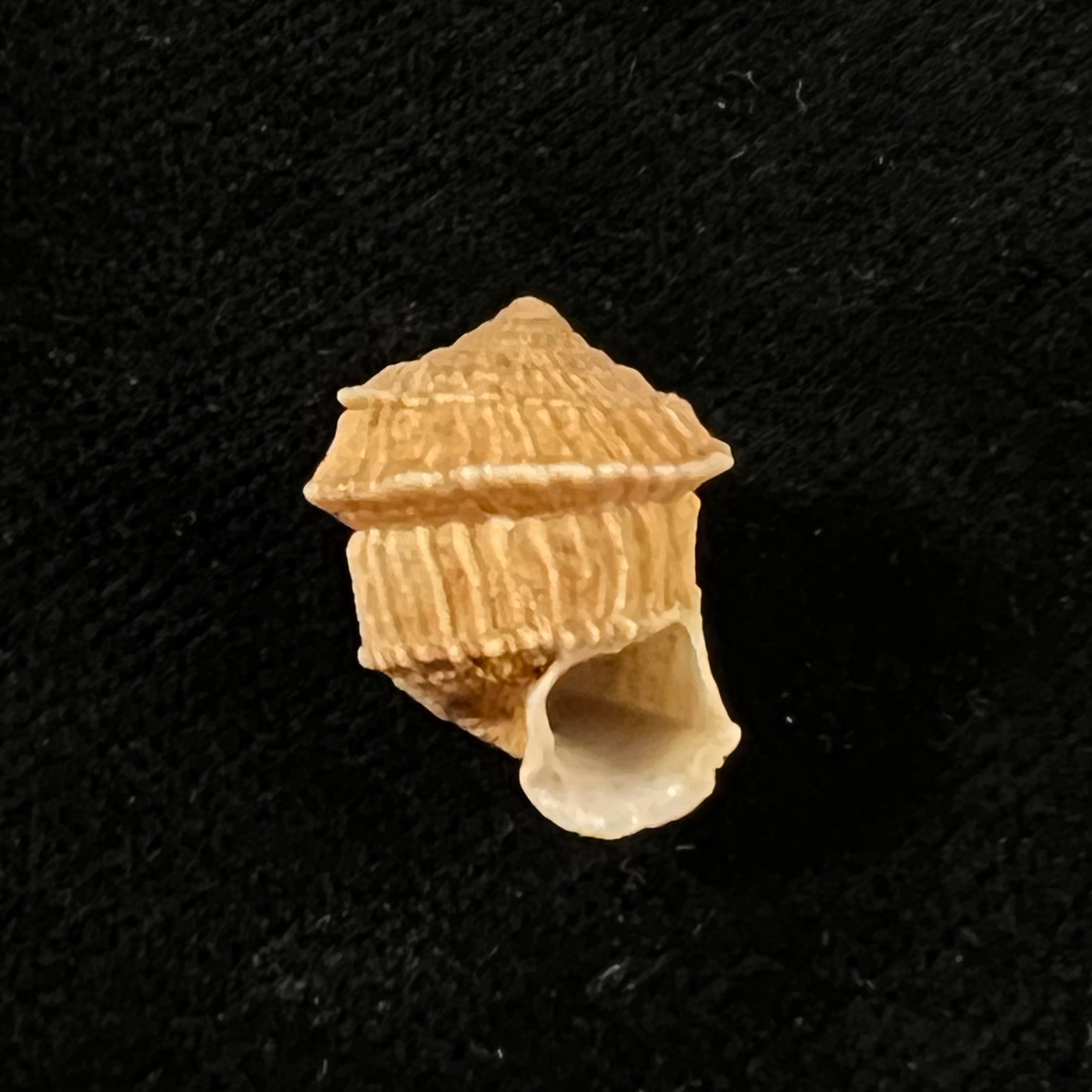 Cerion disforme nodali Clench & Aguayo, 1946 - 17mm