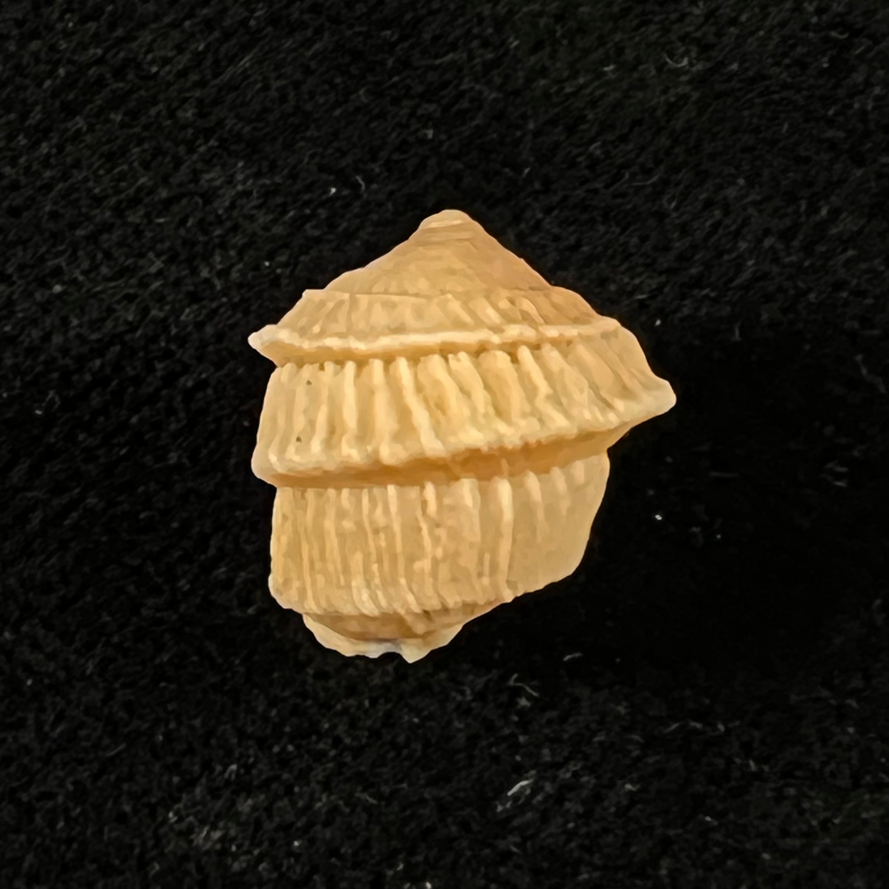 Cerion disforme nodali Clench & Aguayo, 1946 - 15,7mm