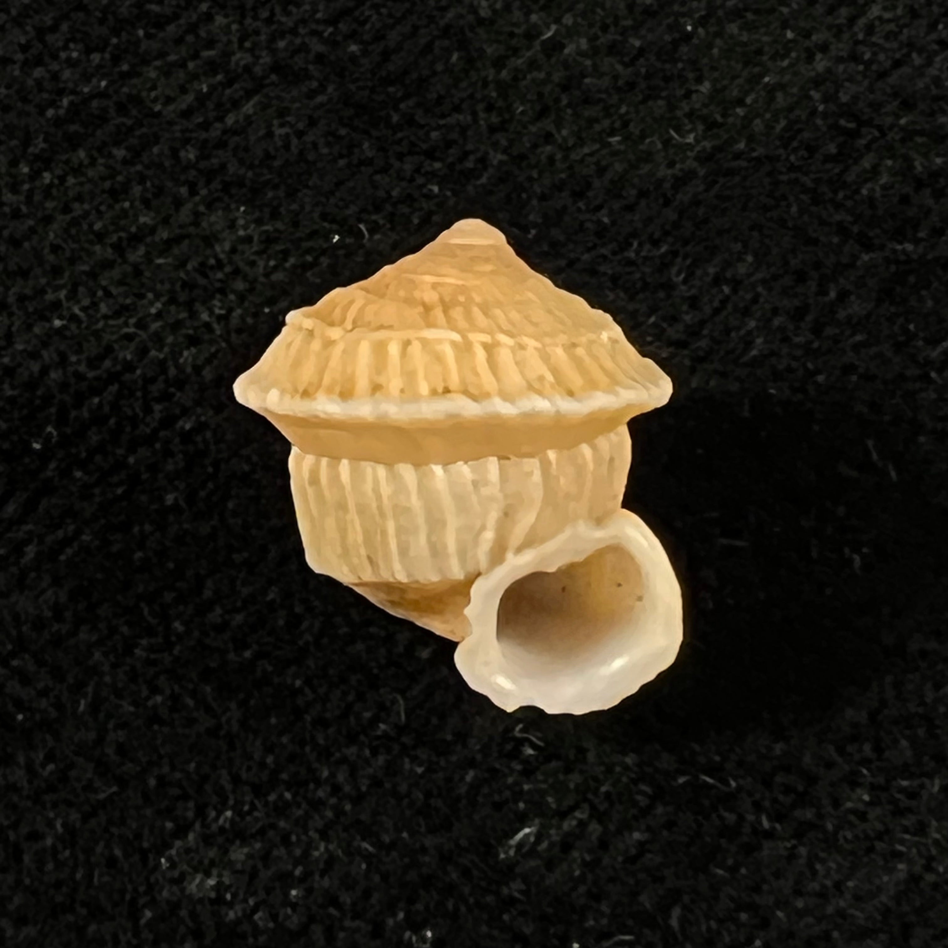 Cerion disforme nodali Clench & Aguayo, 1946 - 15,7mm