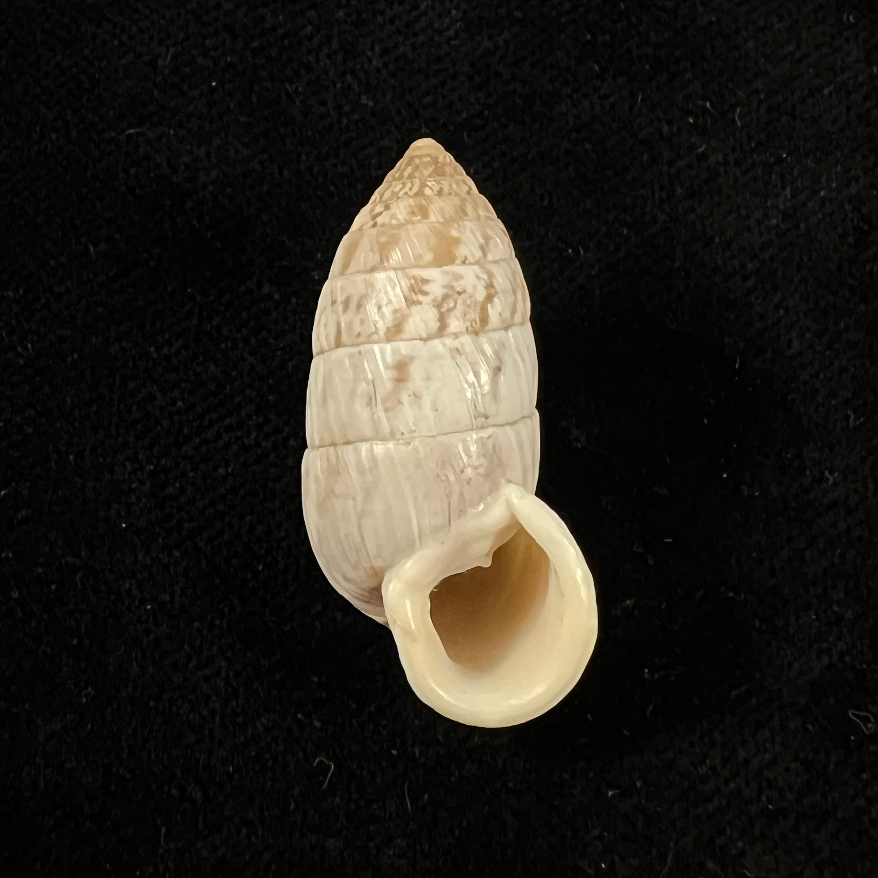 Cerion fasciatum W. G. Binney, 1859 - 32mm