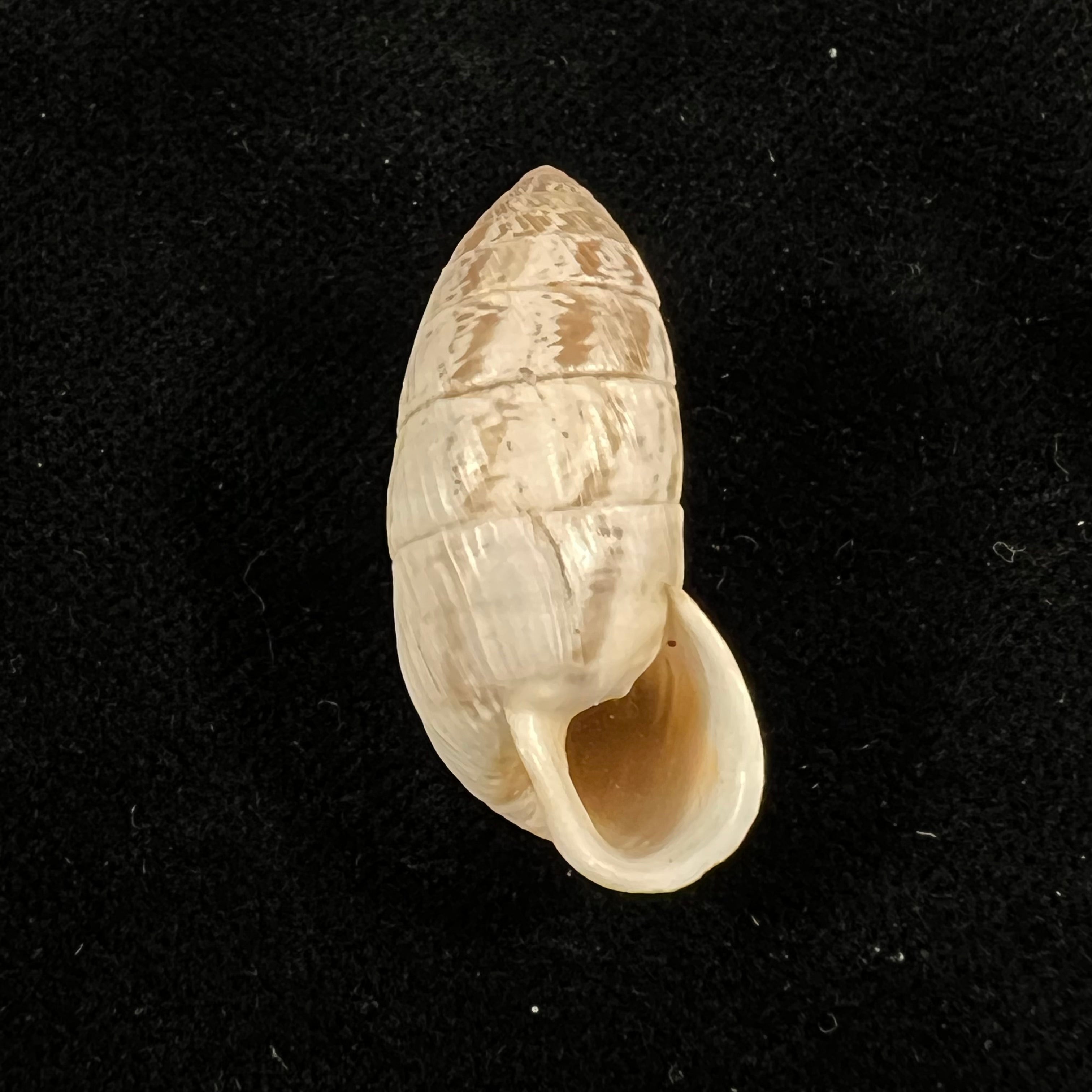 Cerion fasciatum W. G. Binney, 1859 - 30,9mm