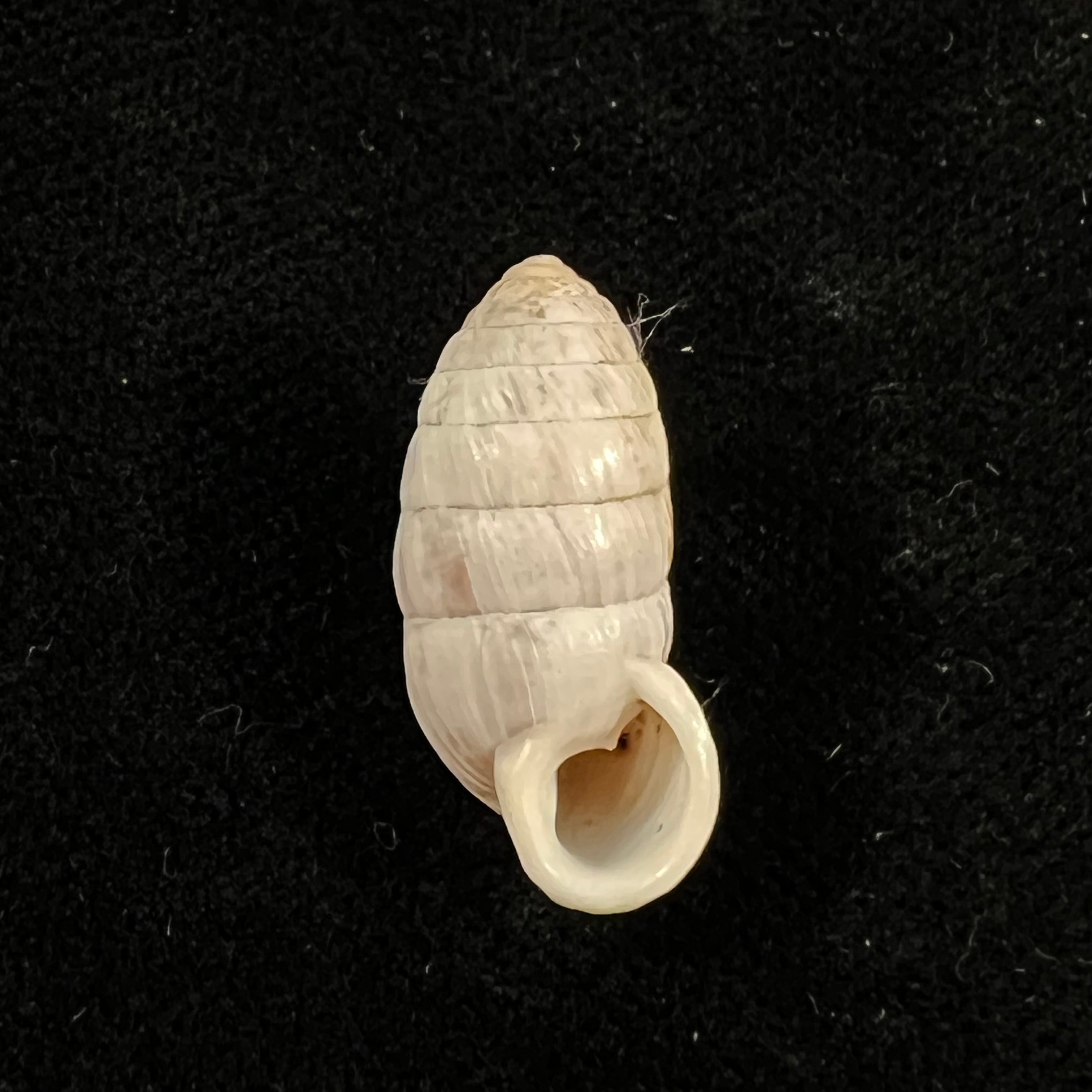 Cerion incanum (Leidy, 1851) - 21,6mm