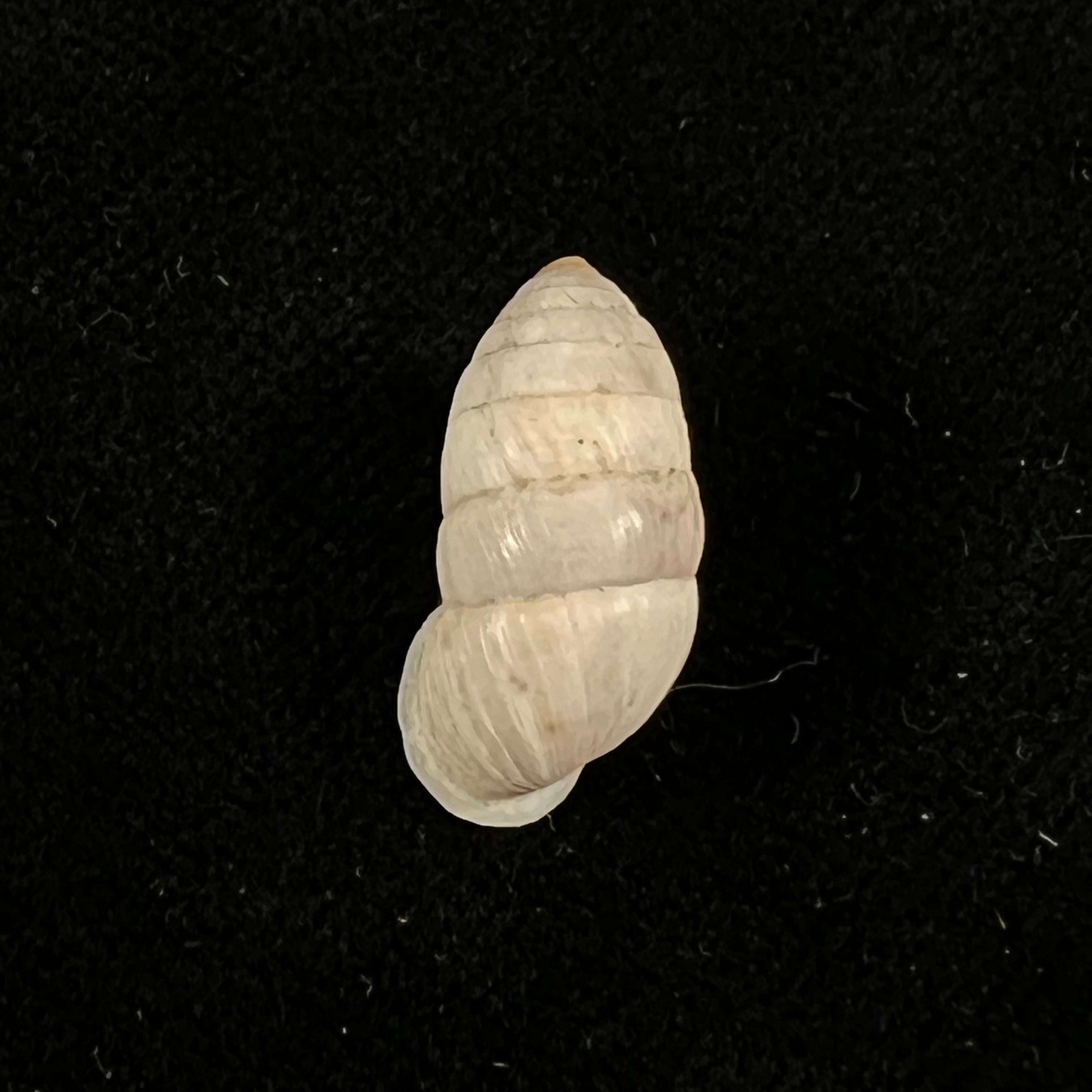 Cerion incanum (Leidy, 1851) - 19,1mm