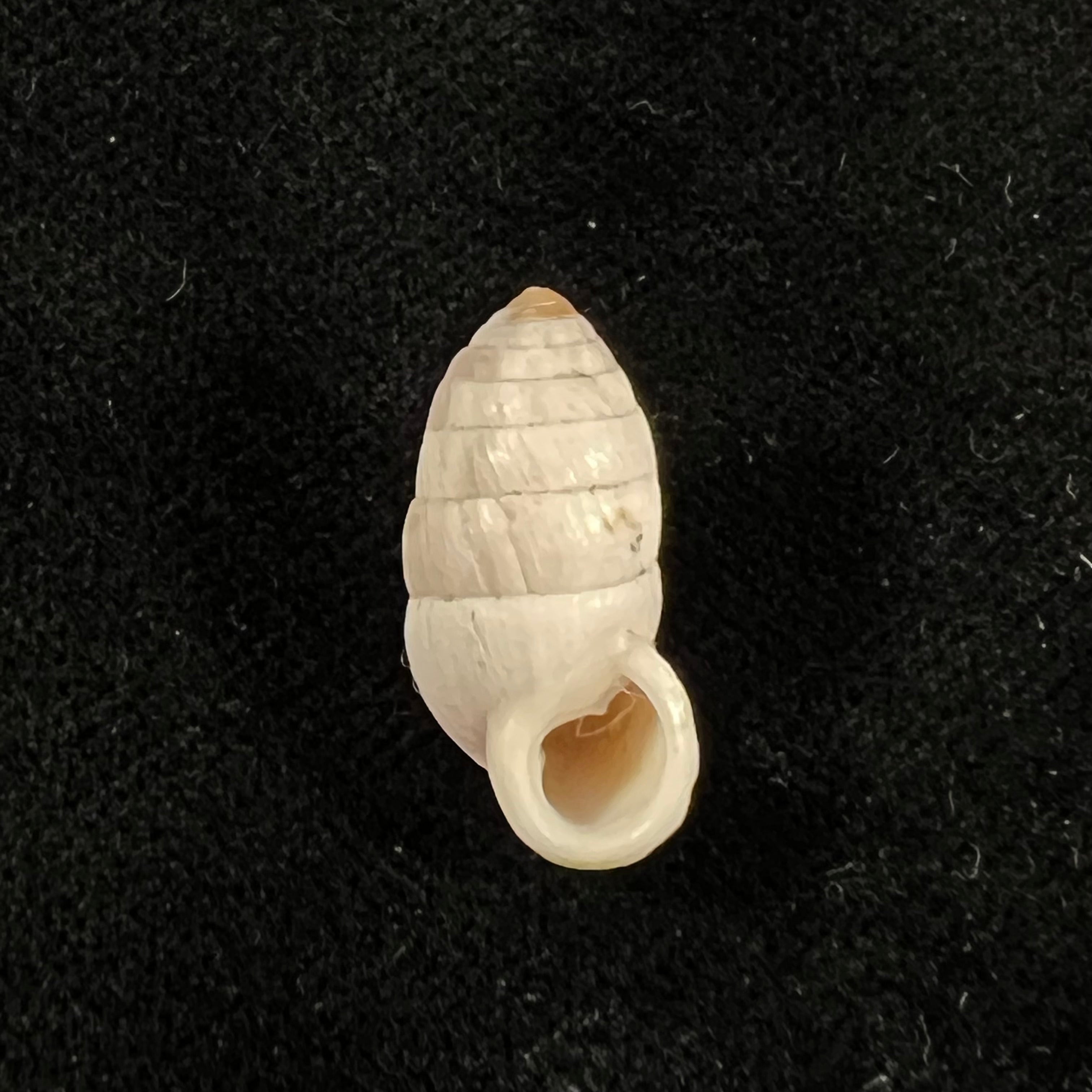 Cerion incanum (Leidy, 1851) - 19,1mm