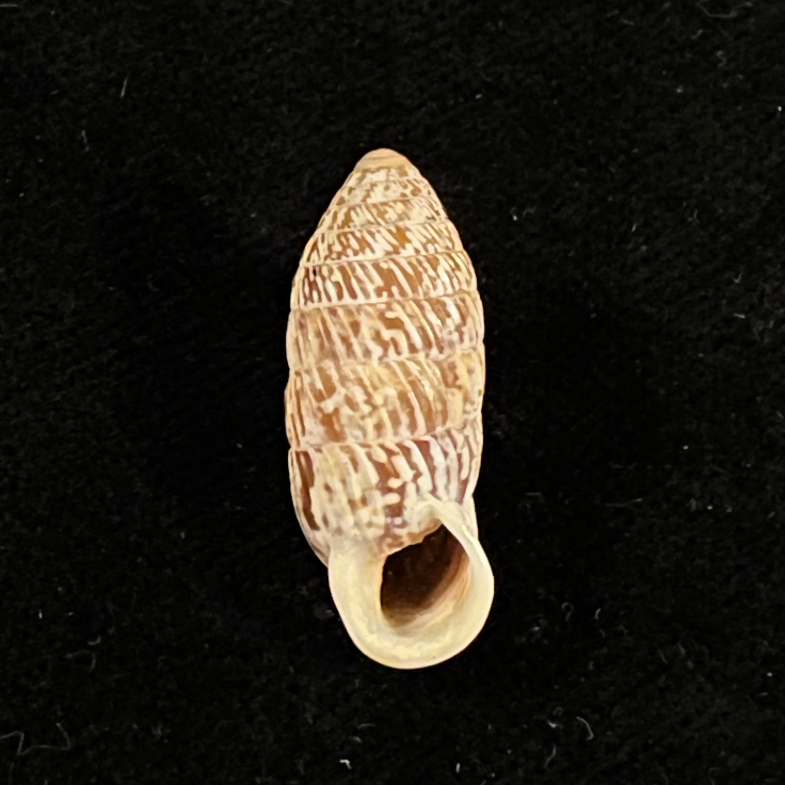 Strophiops reliqua Maynard & N. A. Clapp, 1921 - 24,5mm