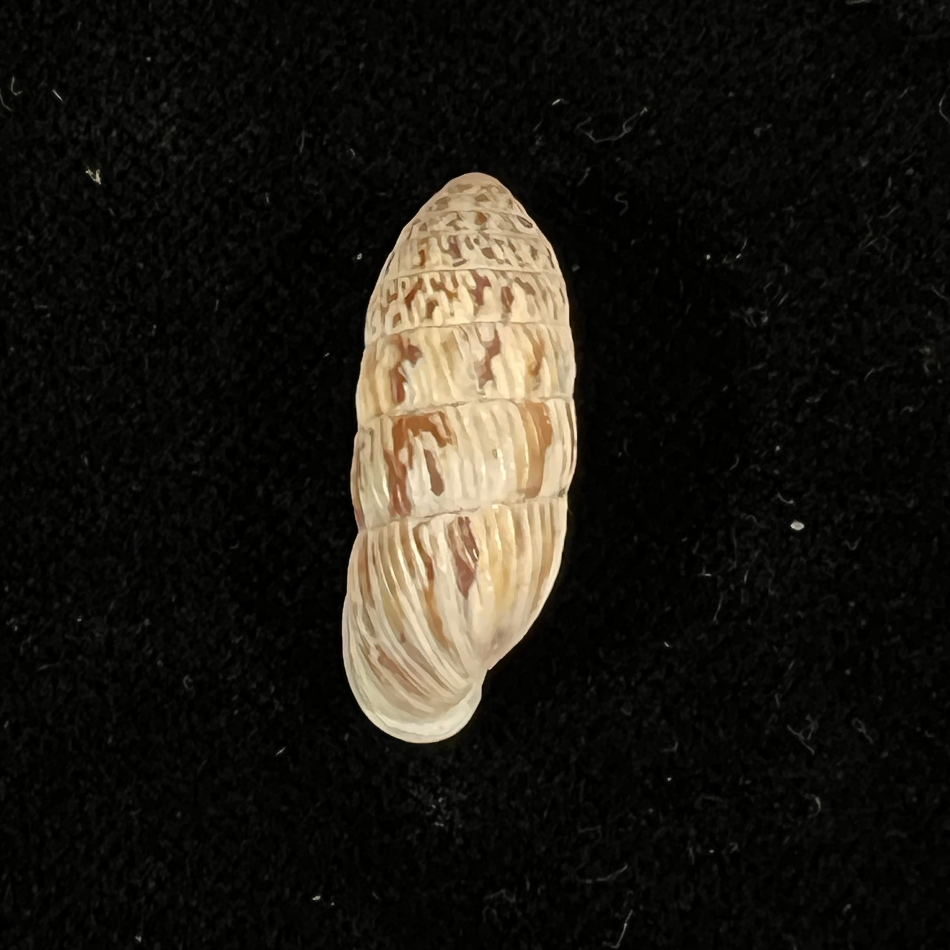 Strophiops reliqua Maynard & N. A. Clapp, 1921 - 23,5mm