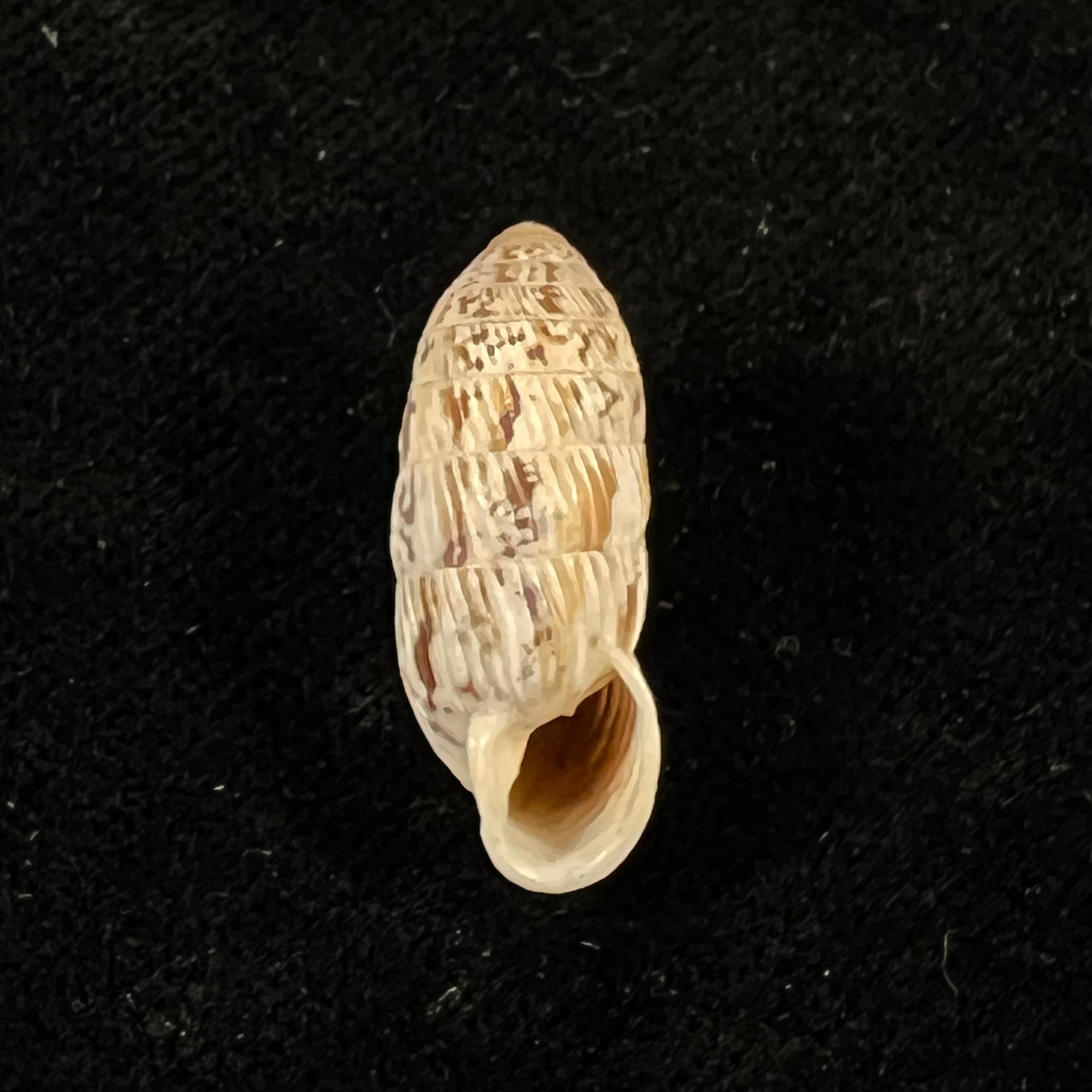 Strophiops reliqua Maynard & N. A. Clapp, 1921 - 23,5mm