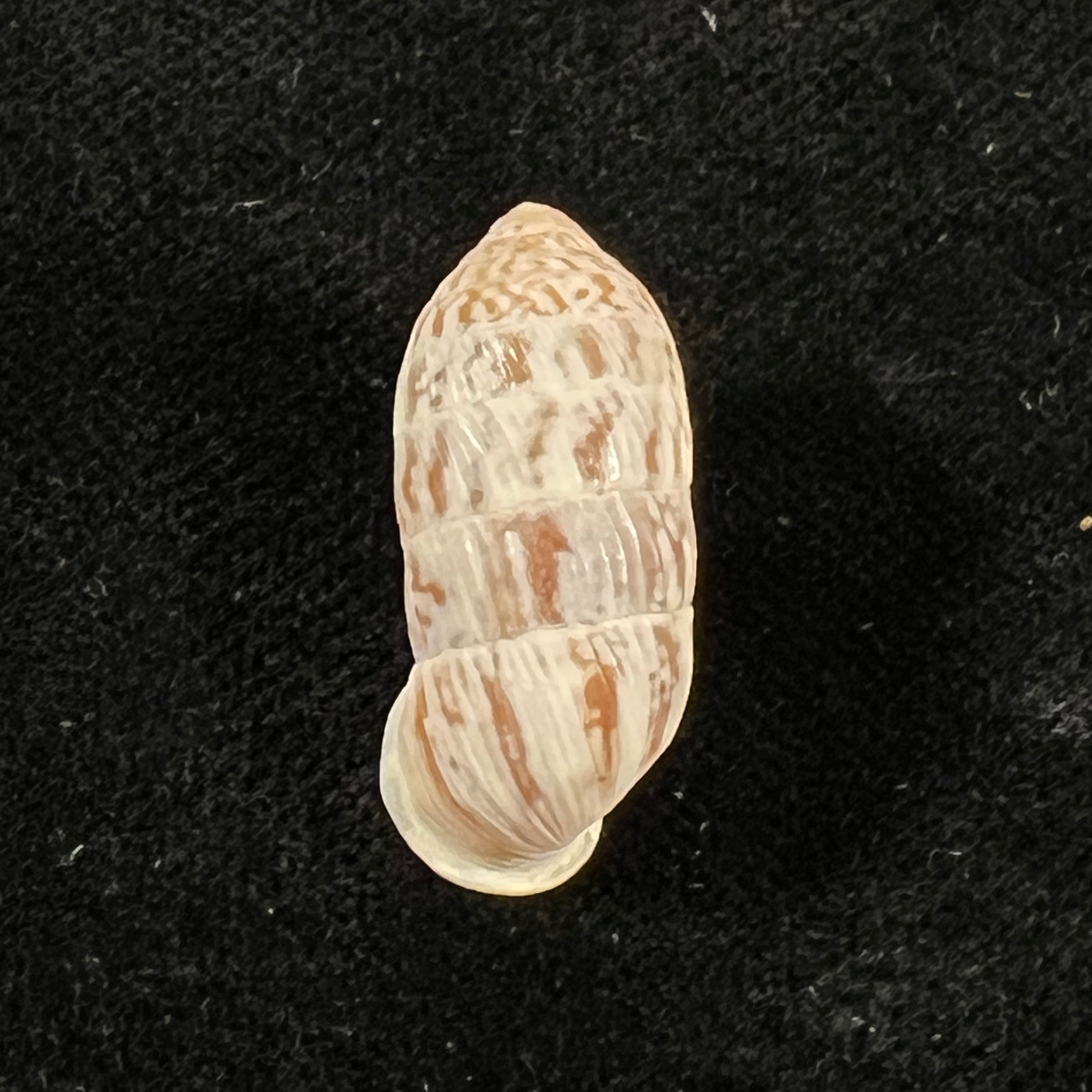 Strophiops reliqua Maynard & N. A. Clapp, 1921 - 23,8mm