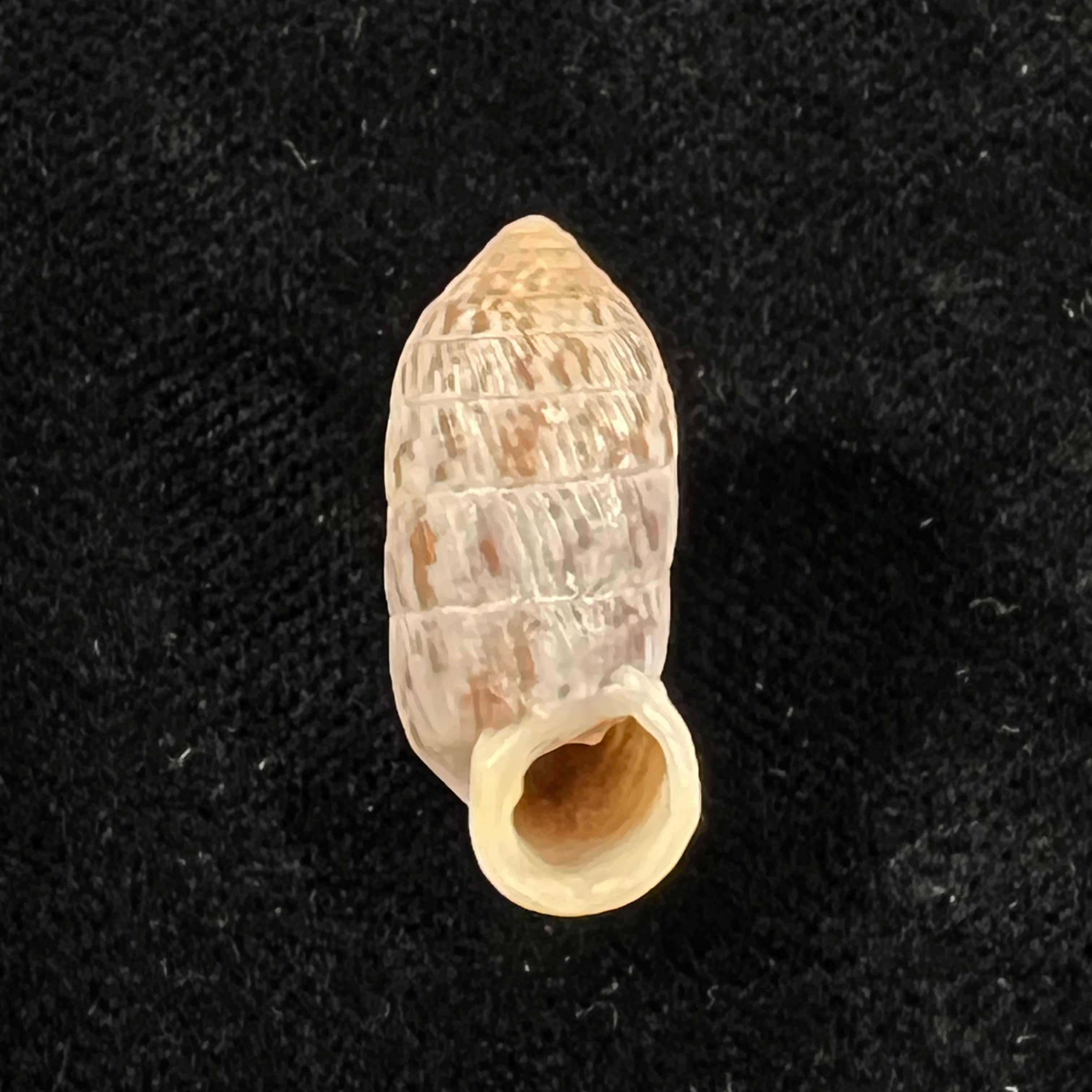 Strophiops reliqua Maynard & N. A. Clapp, 1921 - 23,8mm