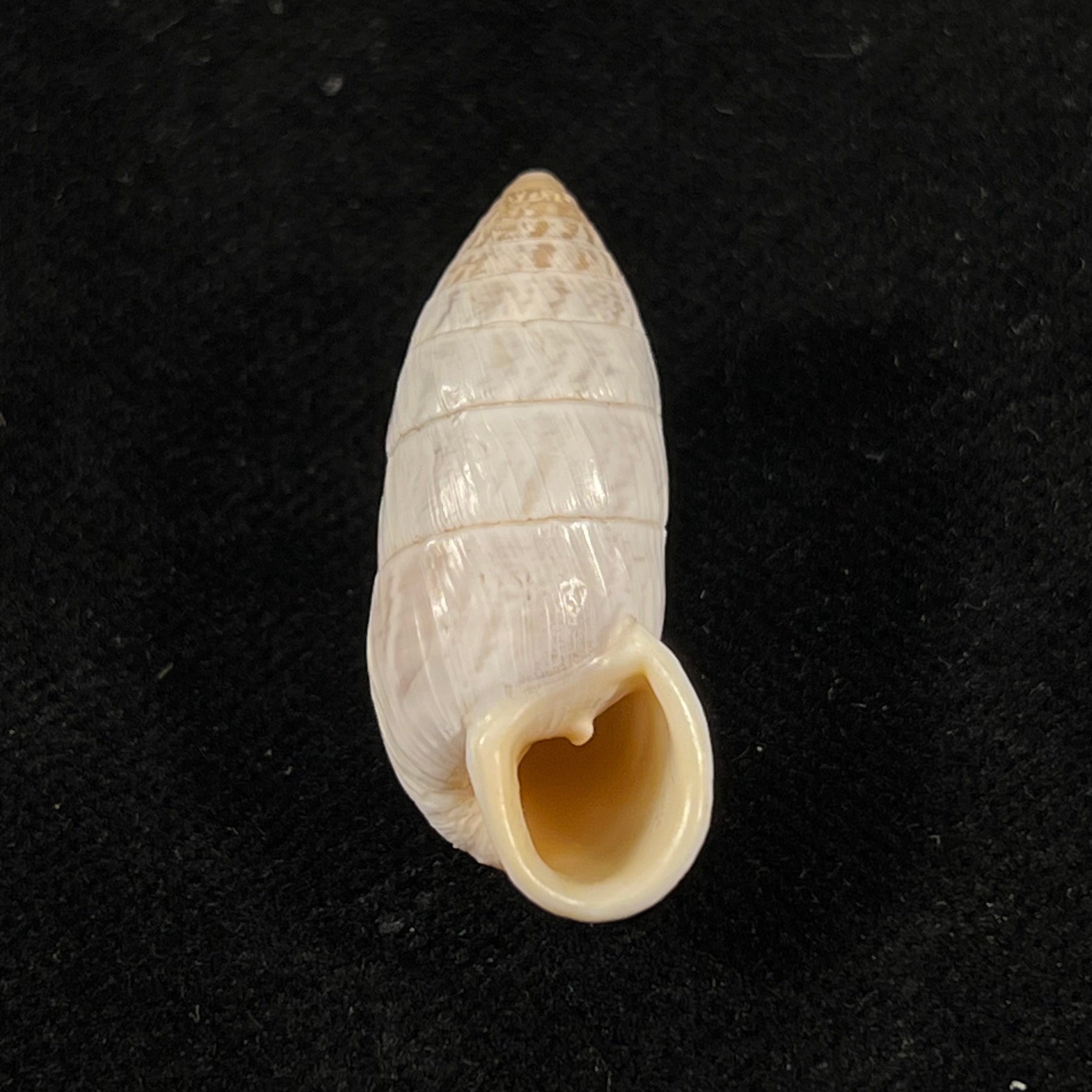 Cerion infandum (Poey, 1858) - 30,6mm