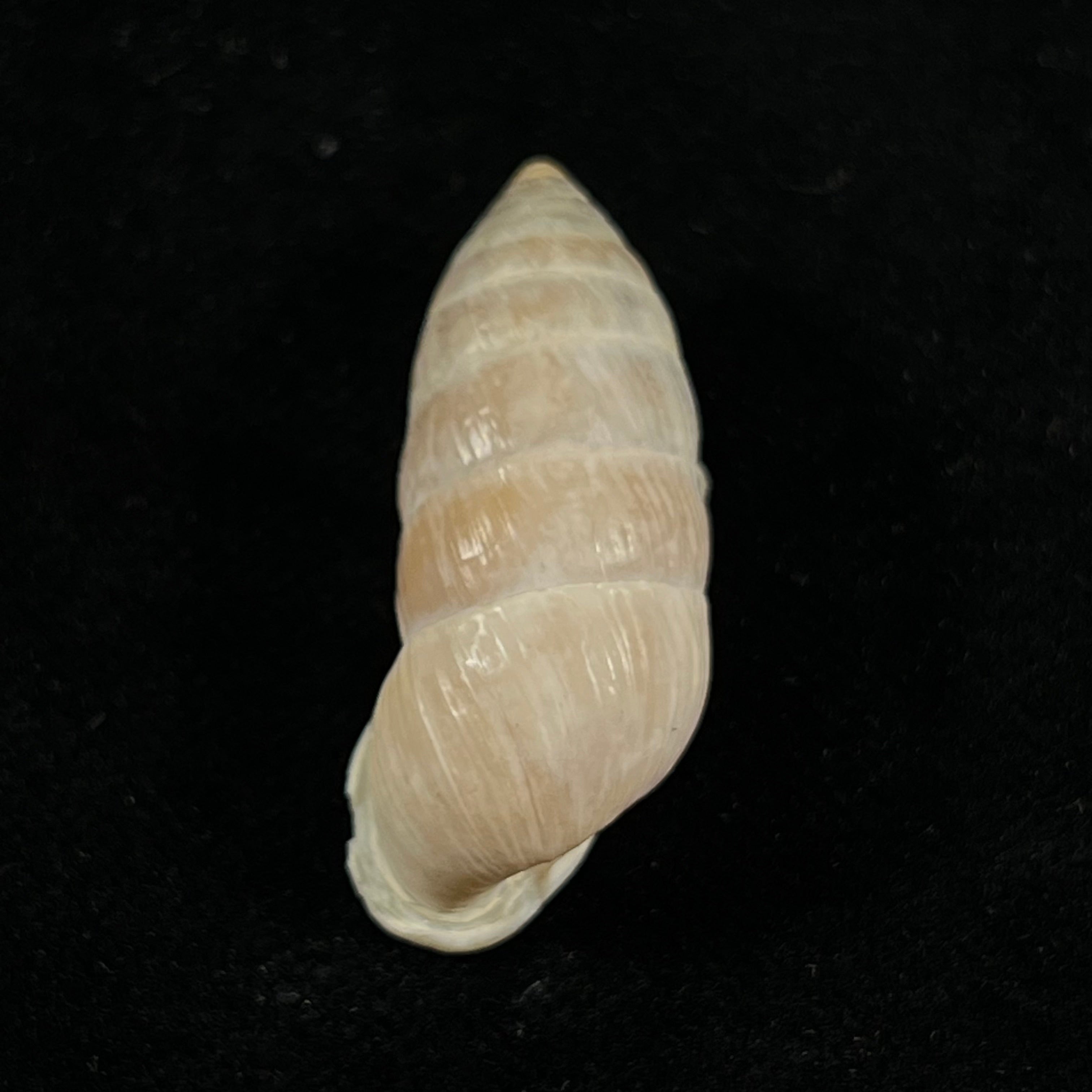 Cerion infandum (Poey, 1858) - 34,1mm