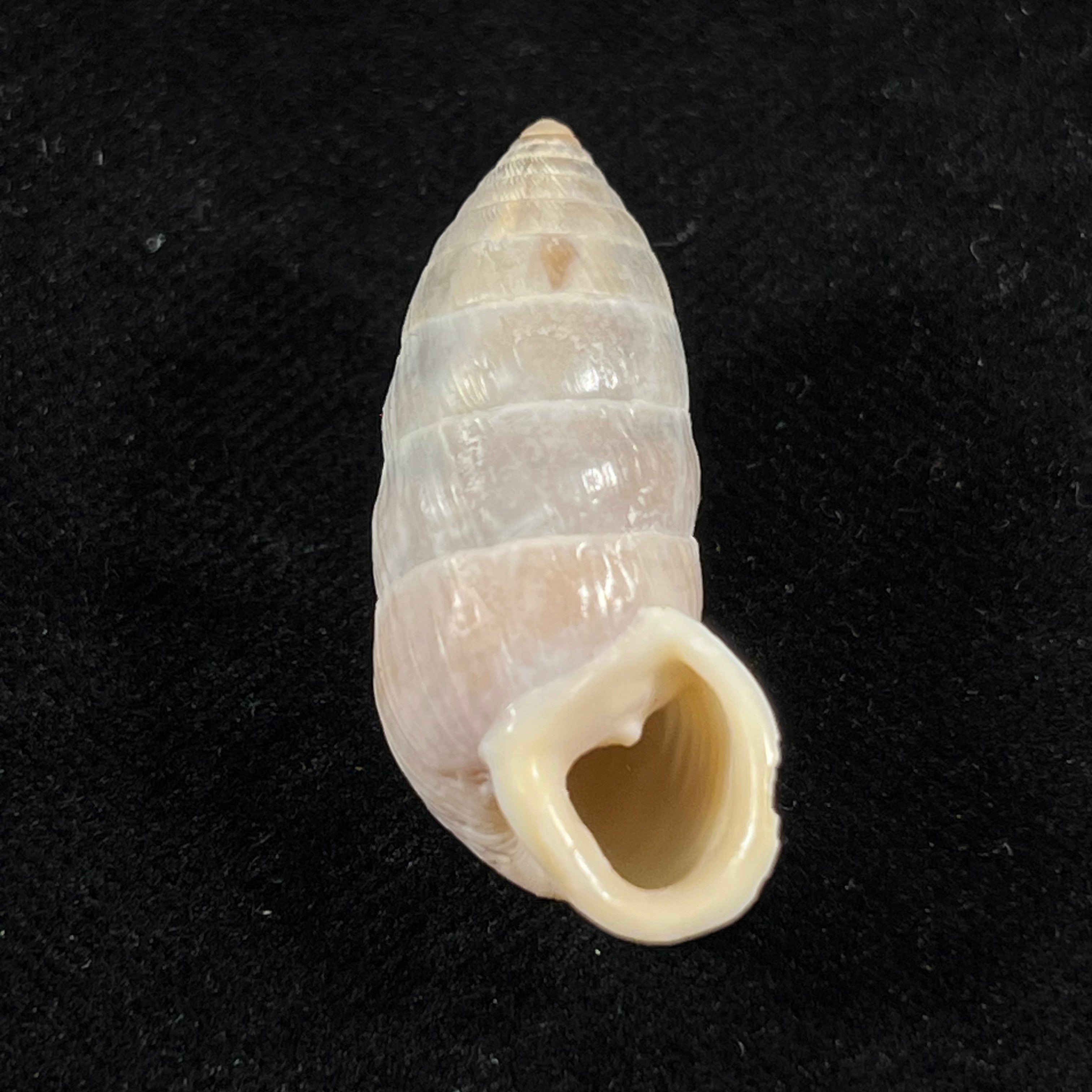 Cerion infandum (Poey, 1858) - 34,1mm