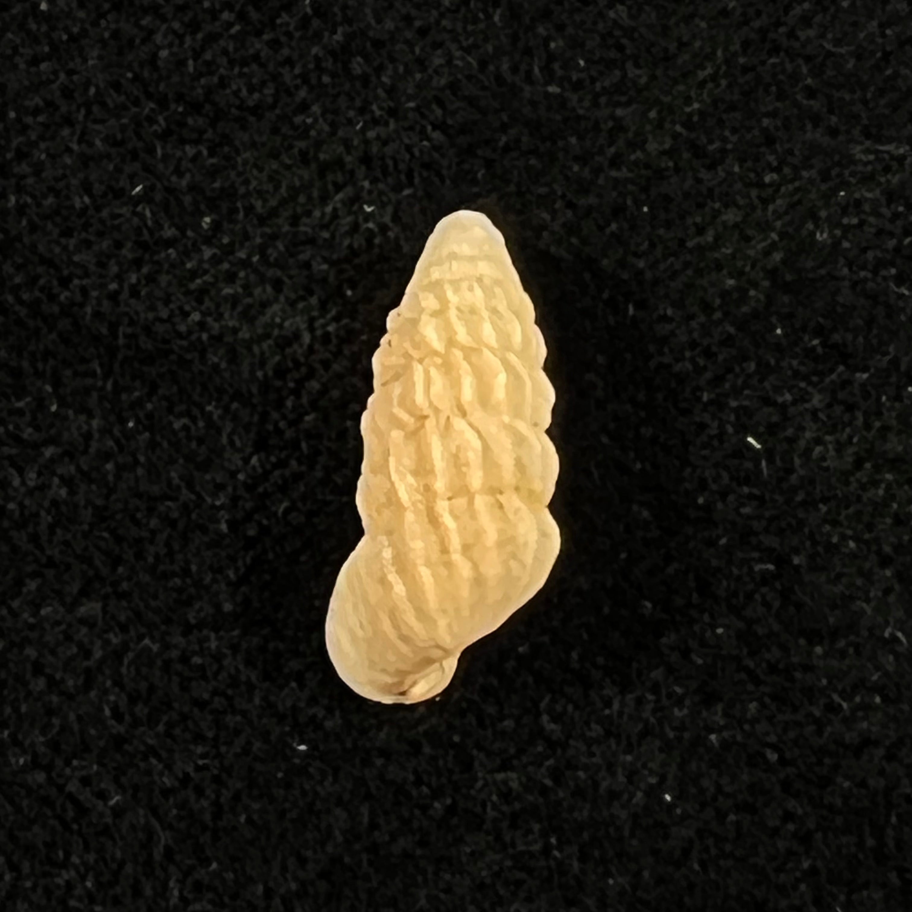 Cerion faxoni (Maynard, 1896) - 18,7mm