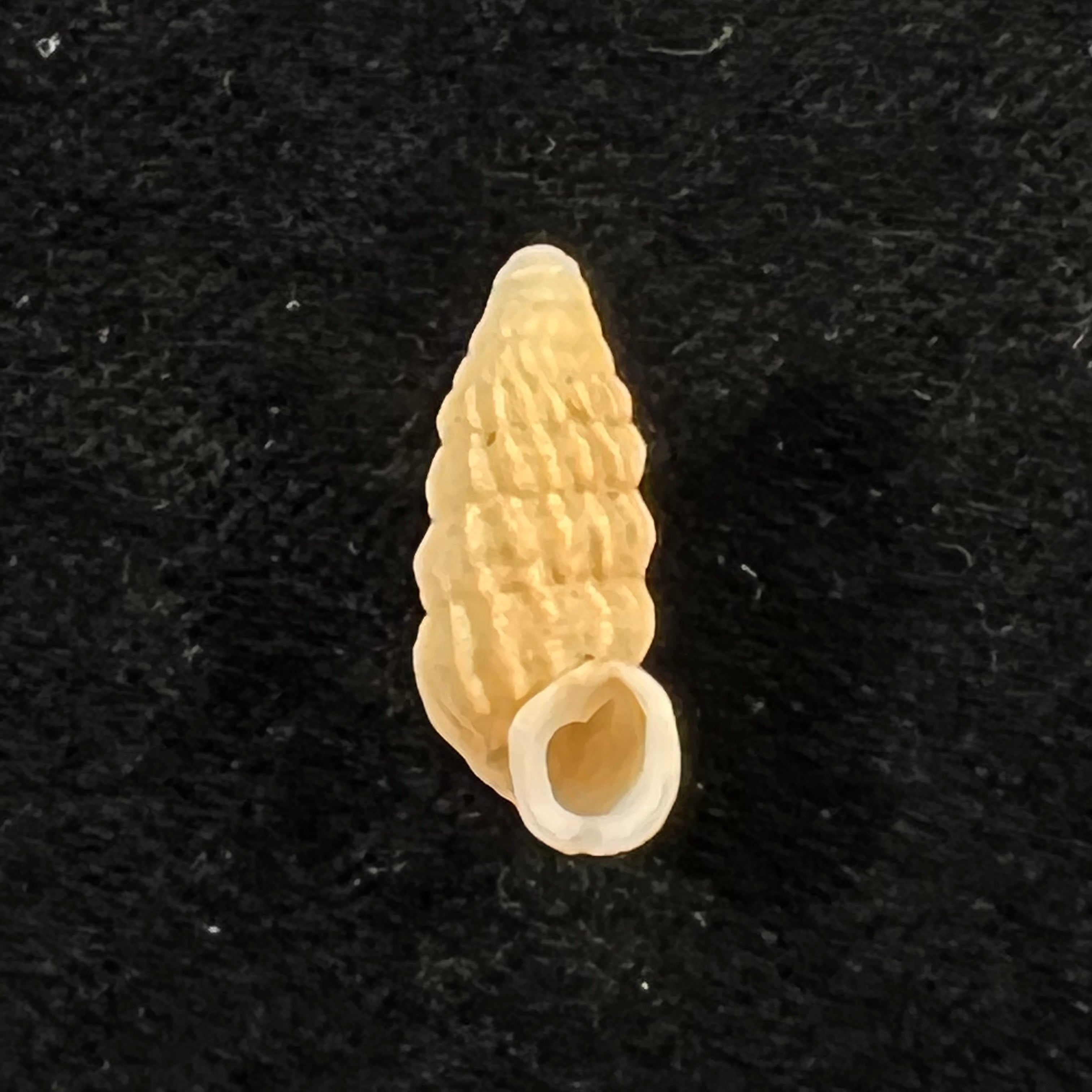 Cerion faxoni (Maynard, 1896) - 18,7mm