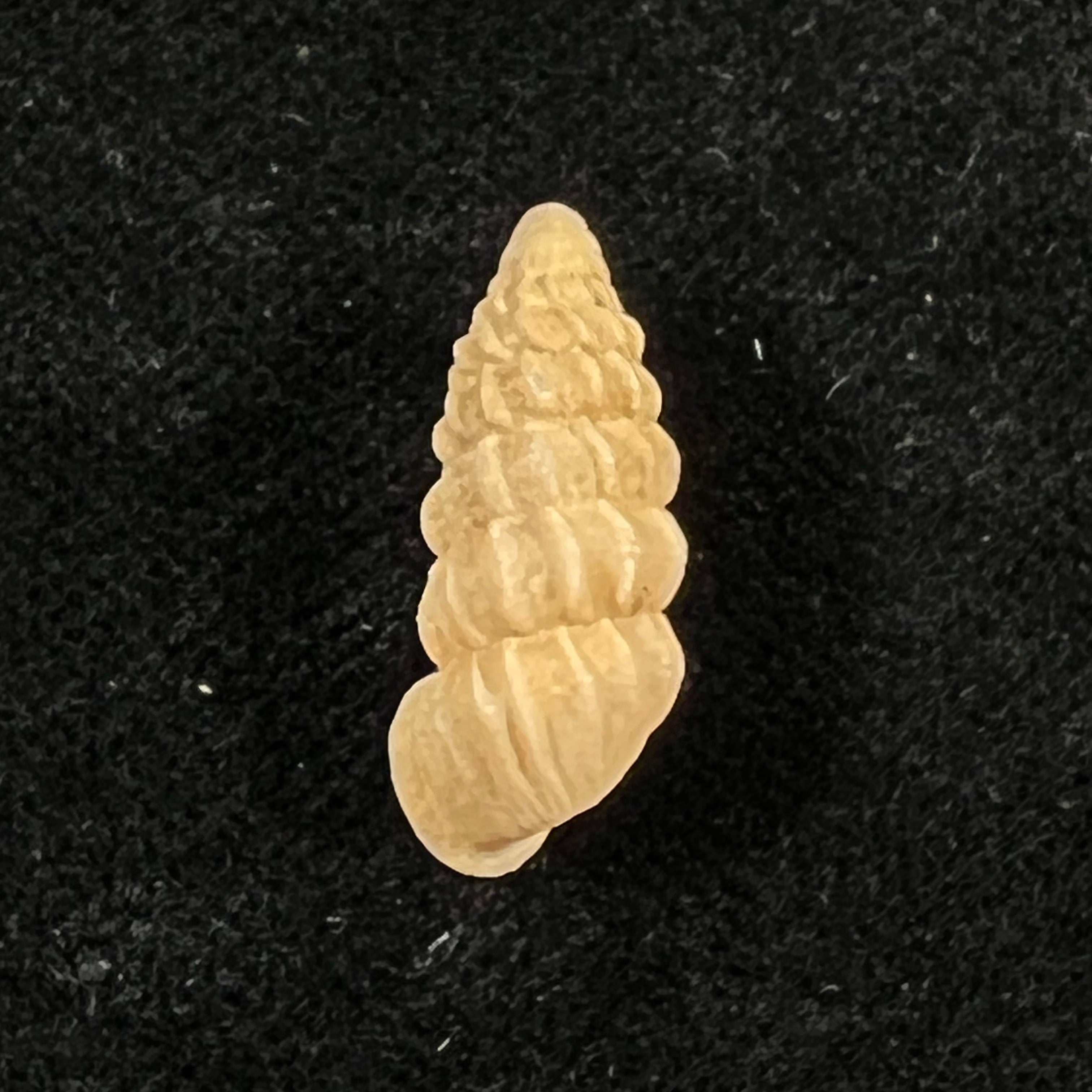 Cerion faxoni (Maynard, 1896) - 20,4mm