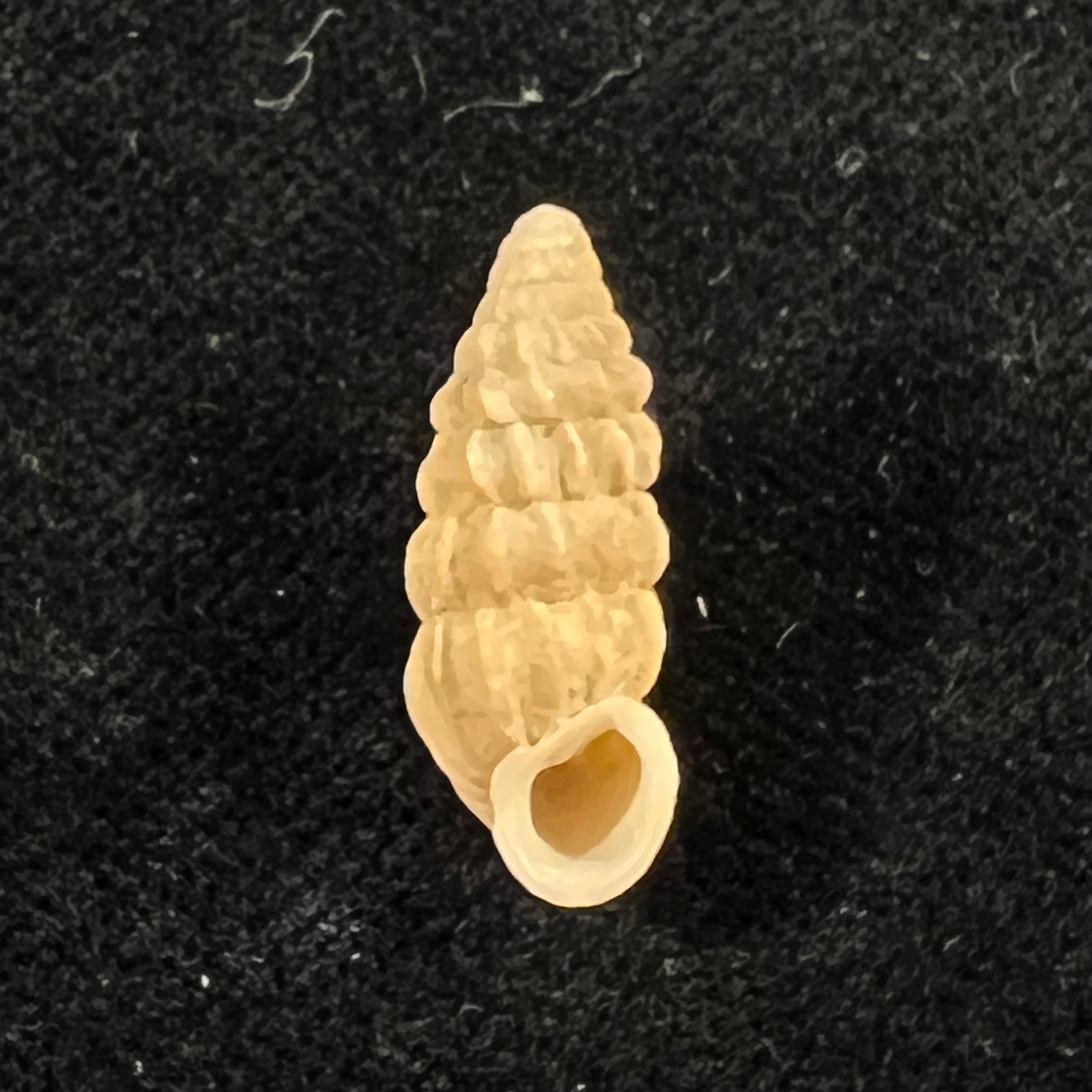 Cerion faxoni (Maynard, 1896) - 20,4mm