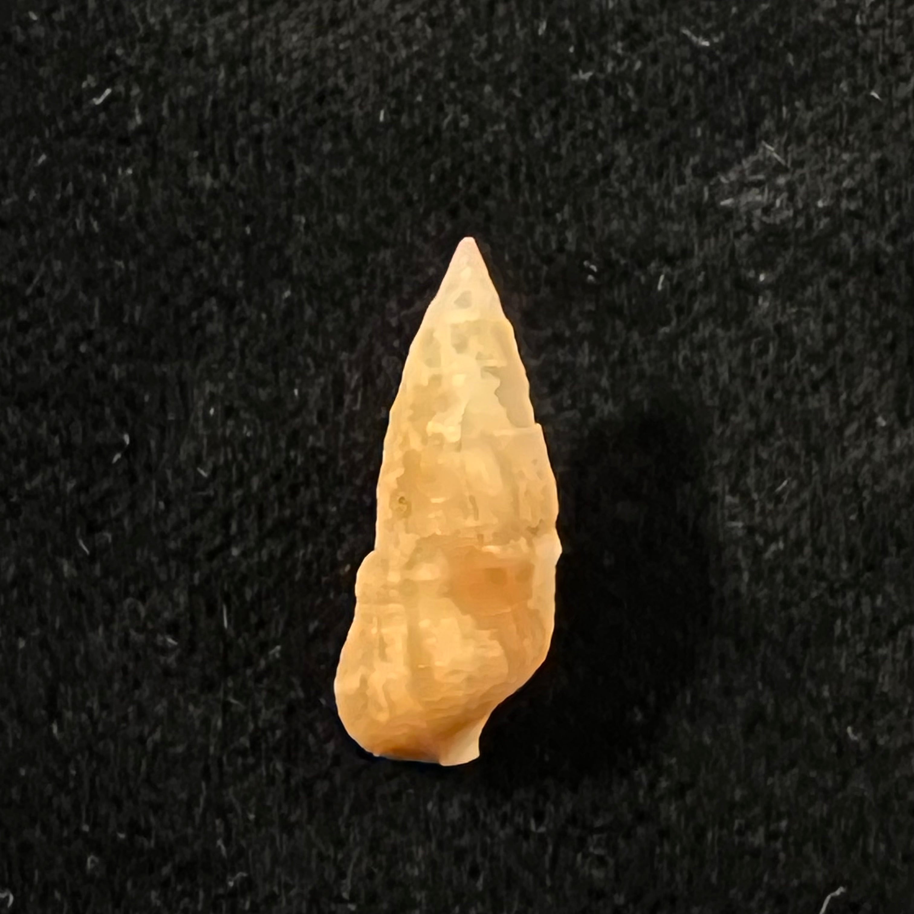 Cerithium bayeri (Petuch, 2001) - 19,3mm