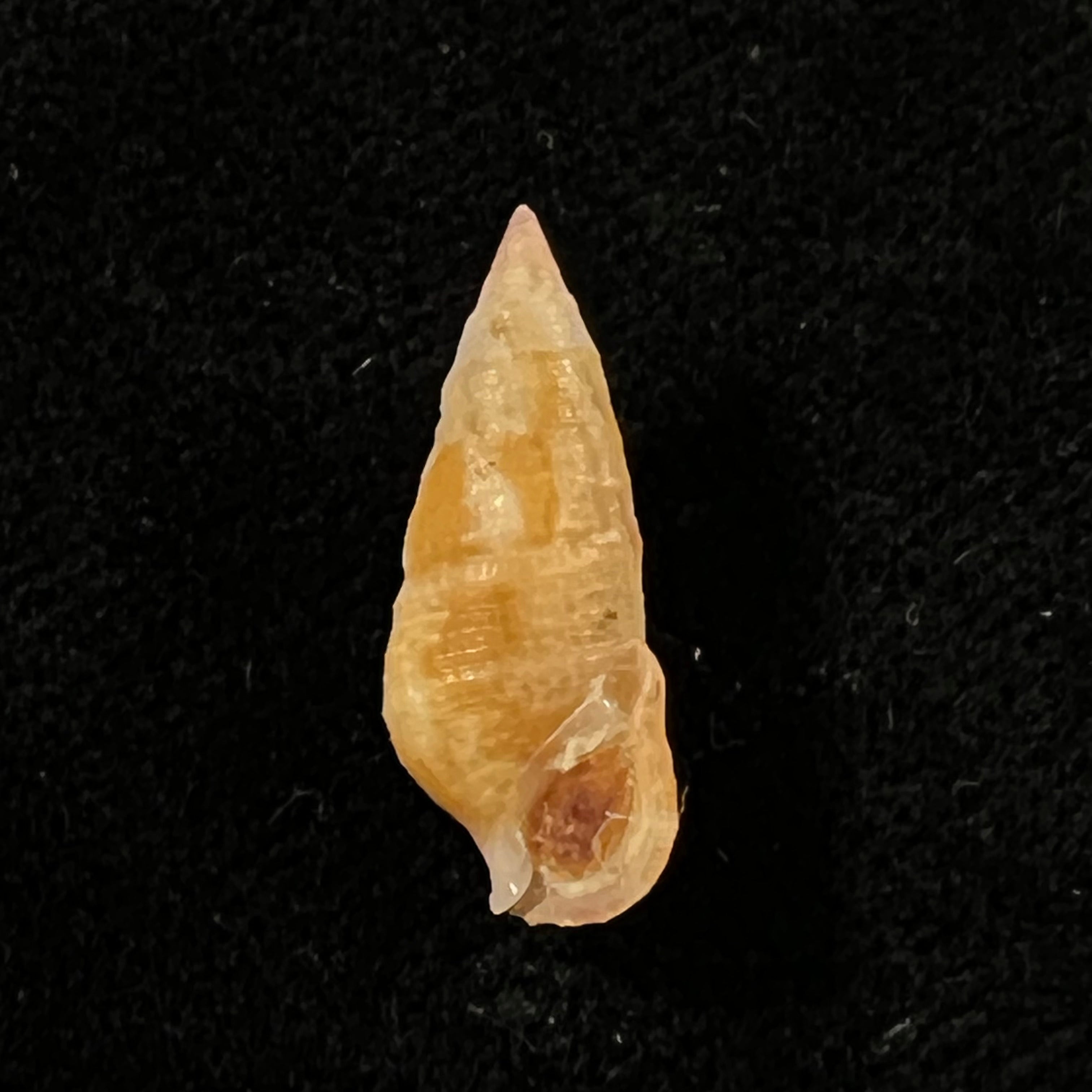 Cerithium bayeri (Petuch, 2001) - 19,3mm