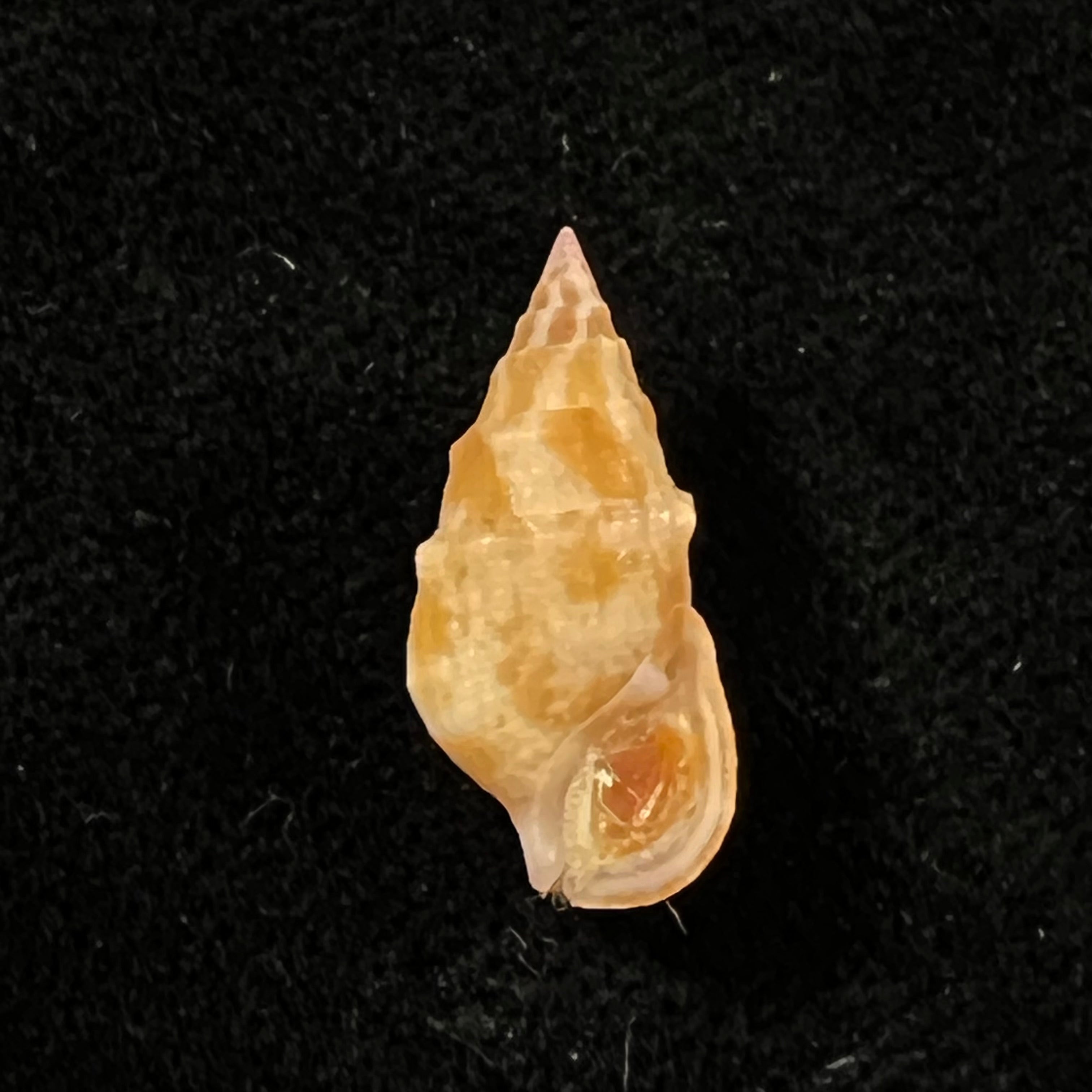 Cerithium bayeri (Petuch, 2001) - 18,3mm