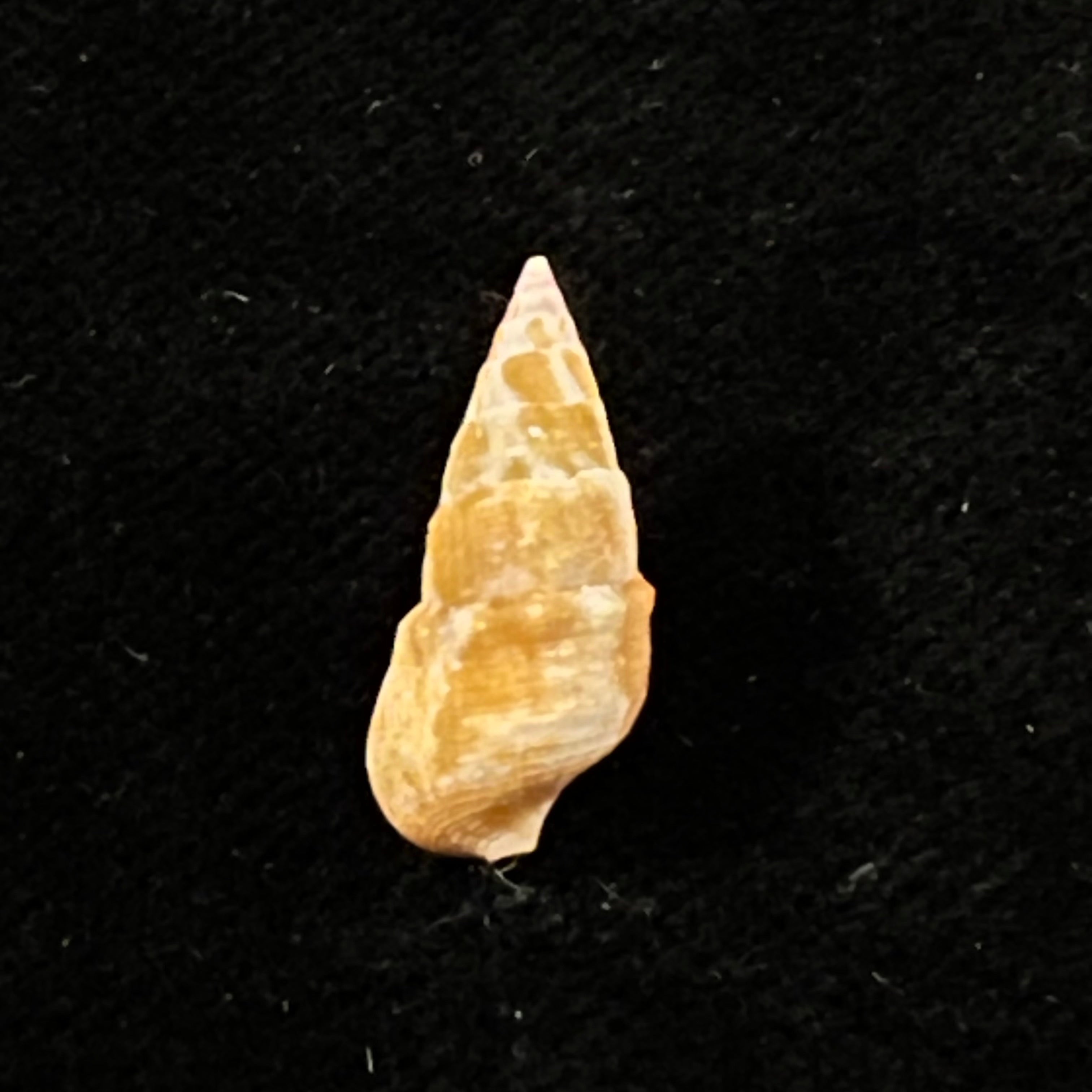 Cerithium bayeri (Petuch, 2001) - 18,1mm