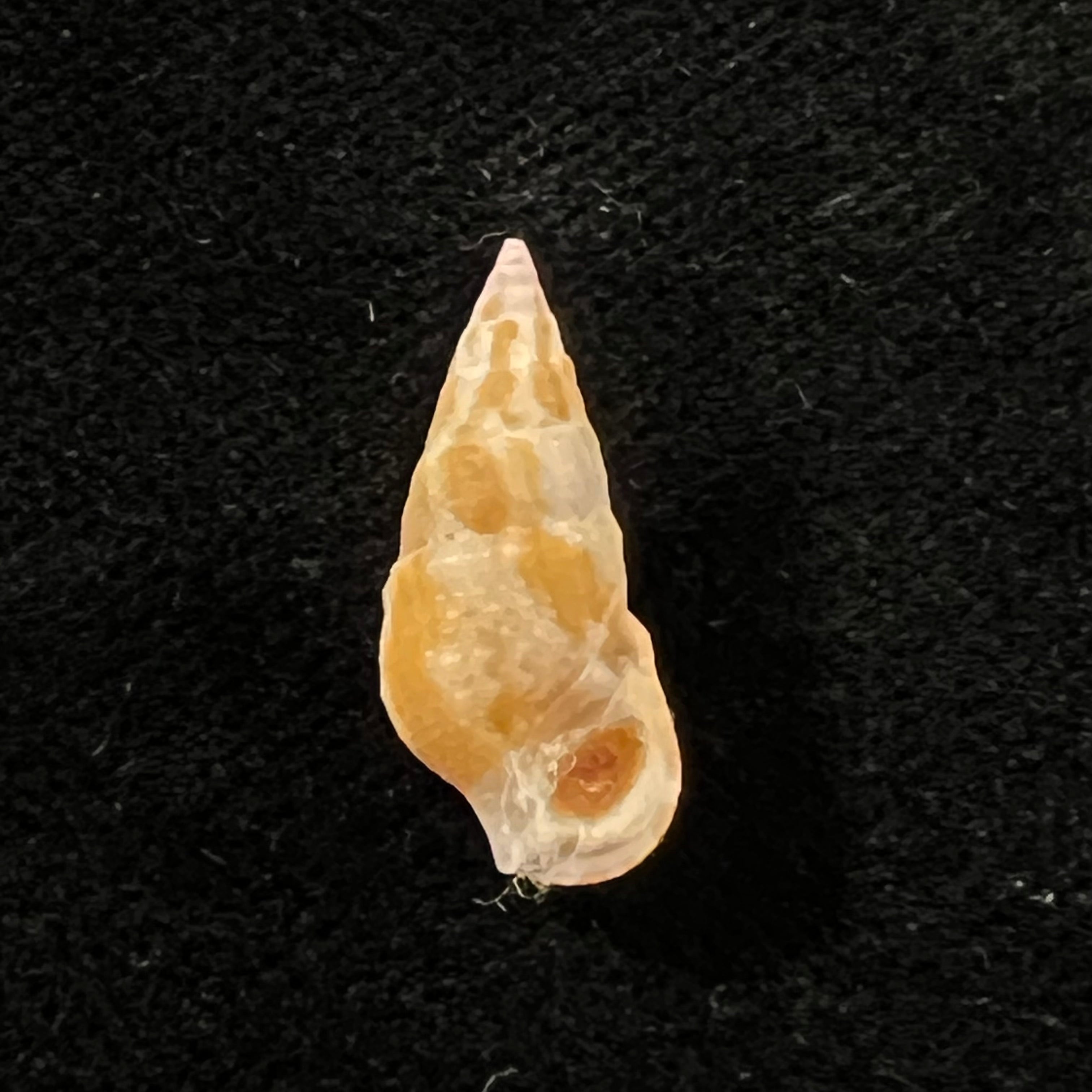 Cerithium bayeri (Petuch, 2001) - 18,1mm