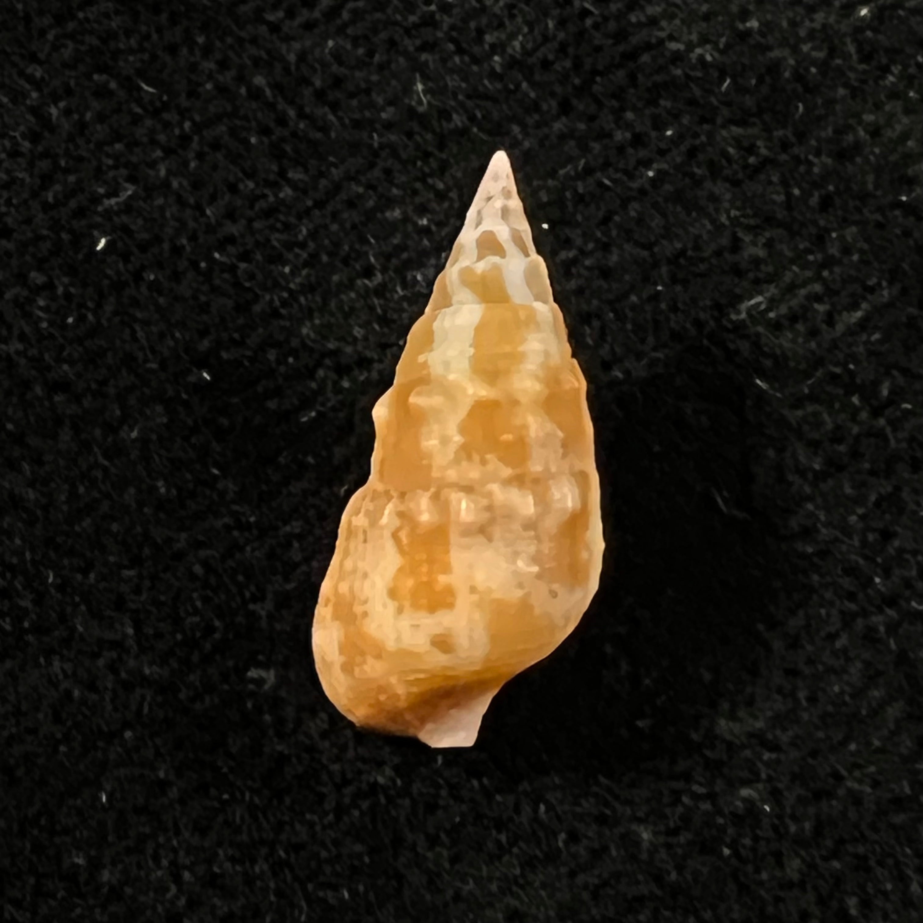 Cerithium bayeri (Petuch, 2001) - 19,2mm