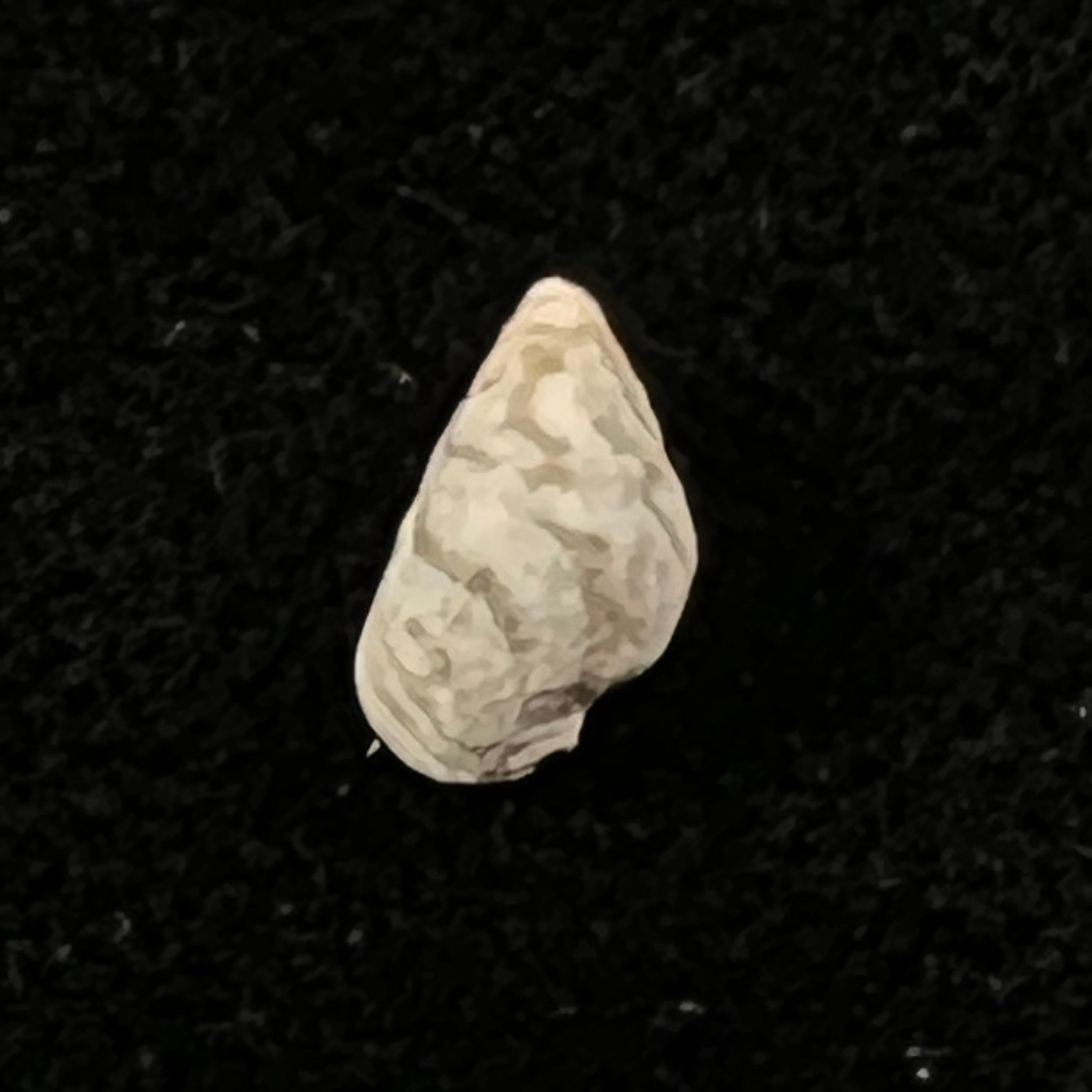 Cerithium biminiense (Pilsbry & T. L. McGinty, 1949) - 7,4mm