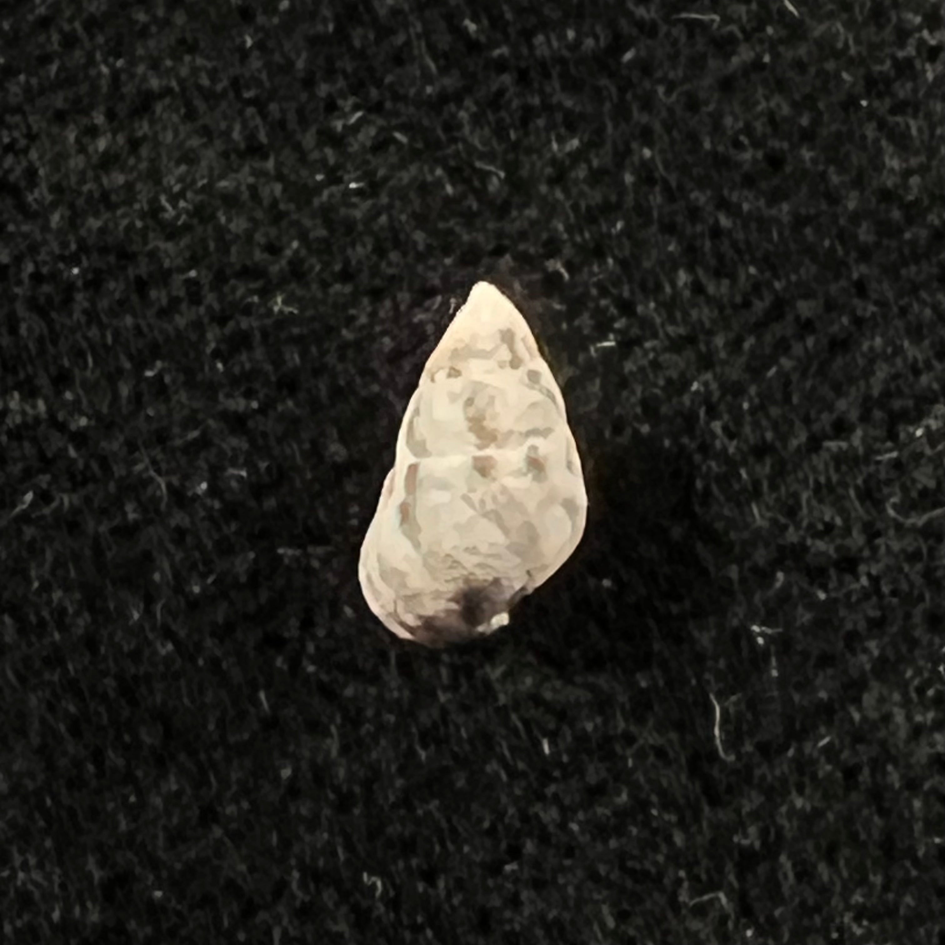 Cerithium biminiense (Pilsbry & T. L. McGinty, 1949) - 8,2mm