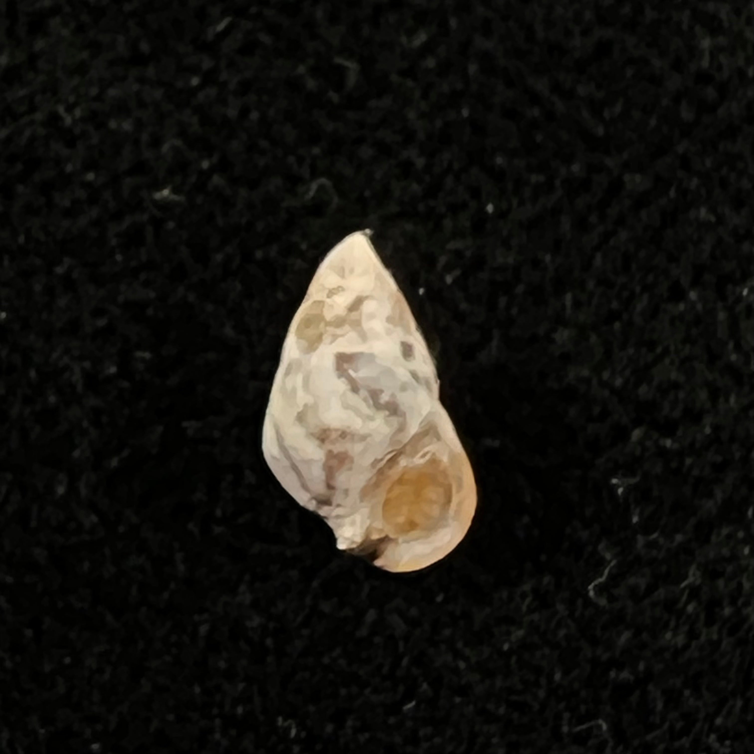 Cerithium biminiense (Pilsbry & T. L. McGinty, 1949) - 8,2mm