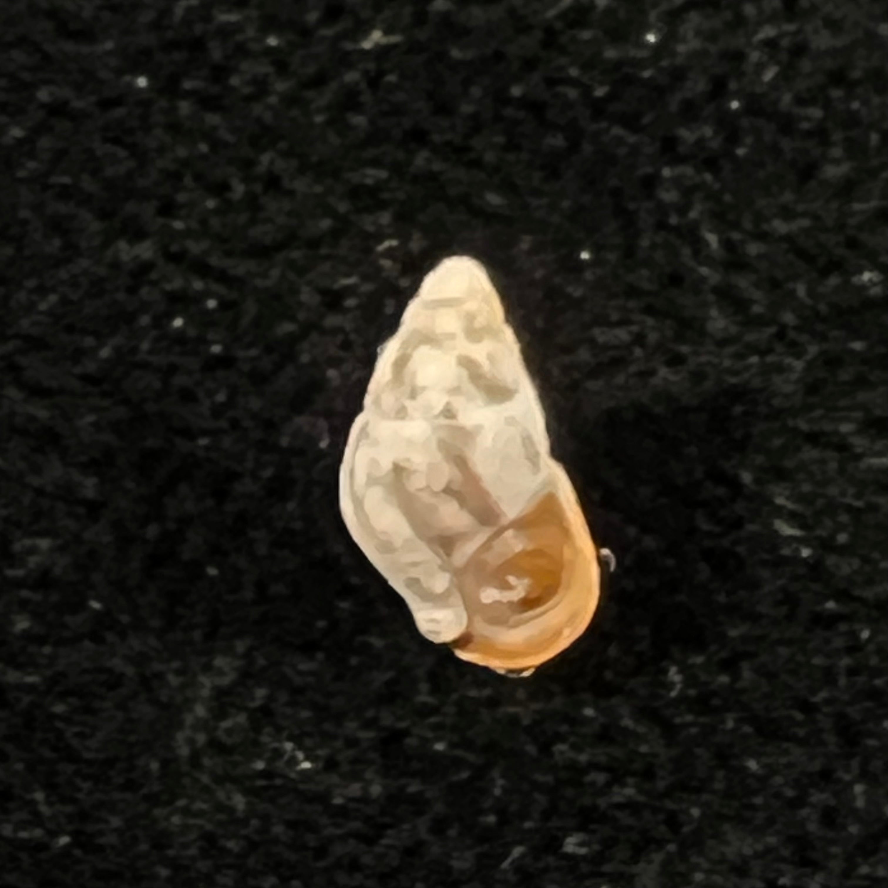 Cerithium biminiense (Pilsbry & T. L. McGinty, 1949) - 7,5mm