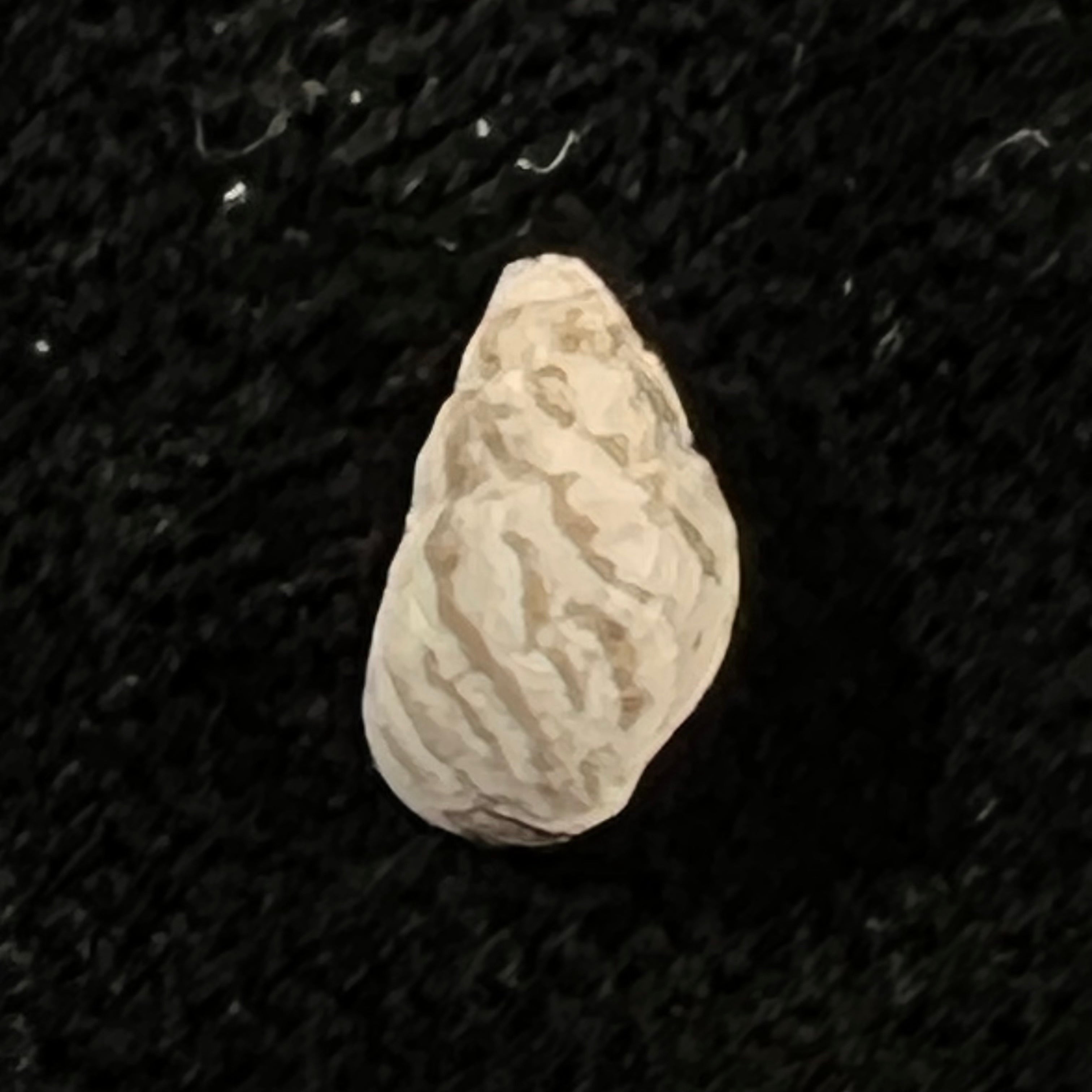 Cerithium biminiense (Pilsbry & T. L. McGinty, 1949) - 7,2mm