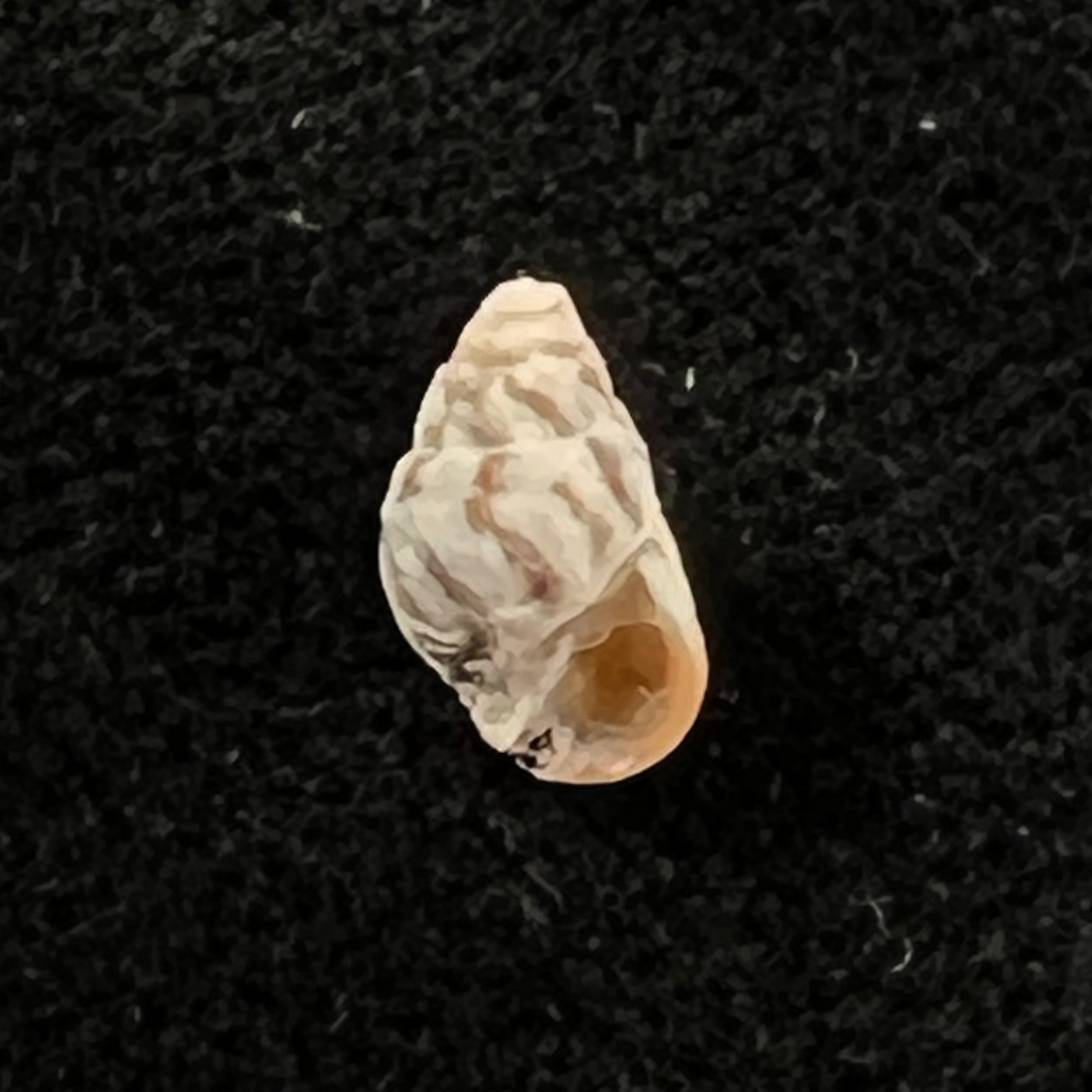 Cerithium biminiense (Pilsbry & T. L. McGinty, 1949) - 7,2mm
