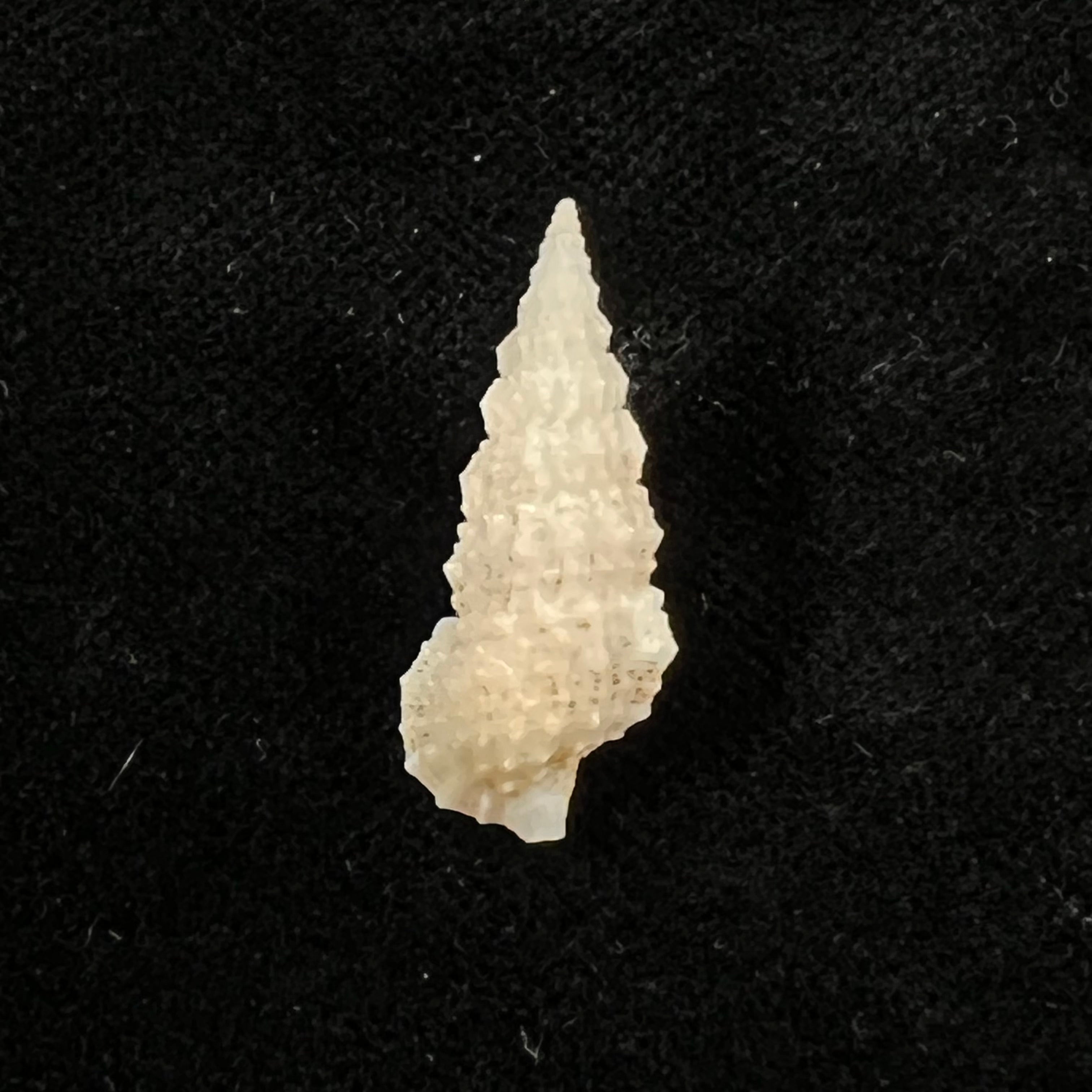 Cerithium algicola C. B. Adams, 1845  - 24,6mm