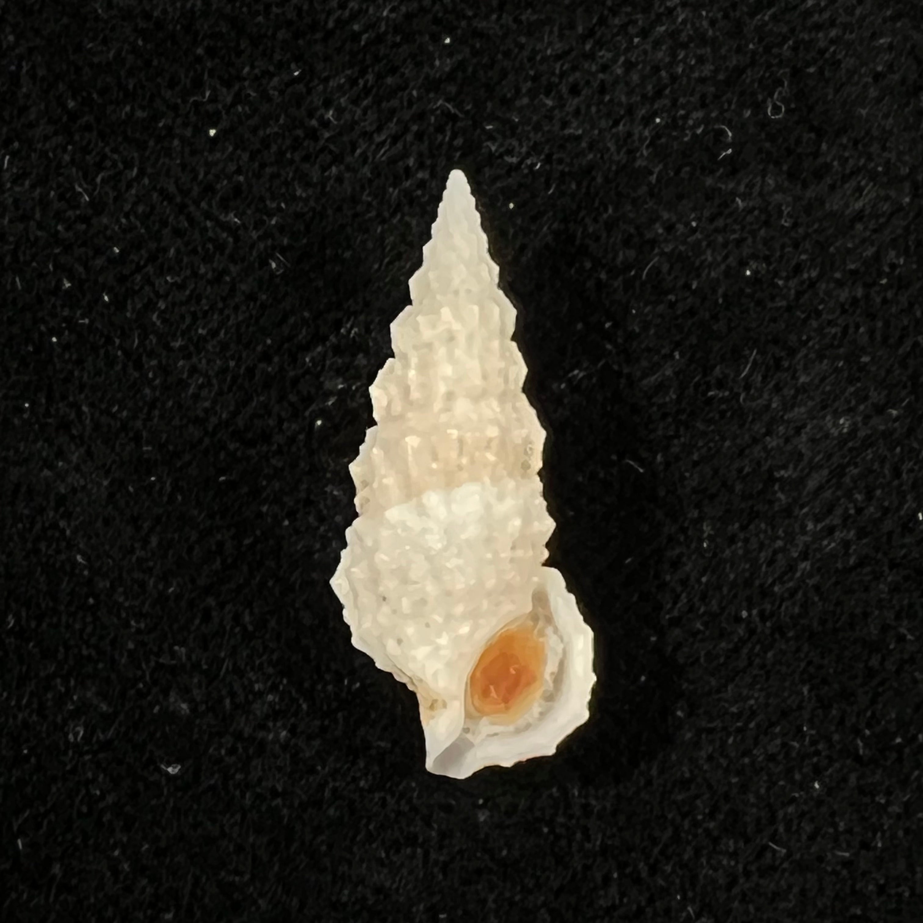 Cerithium algicola C. B. Adams, 1845  - 24,6mm