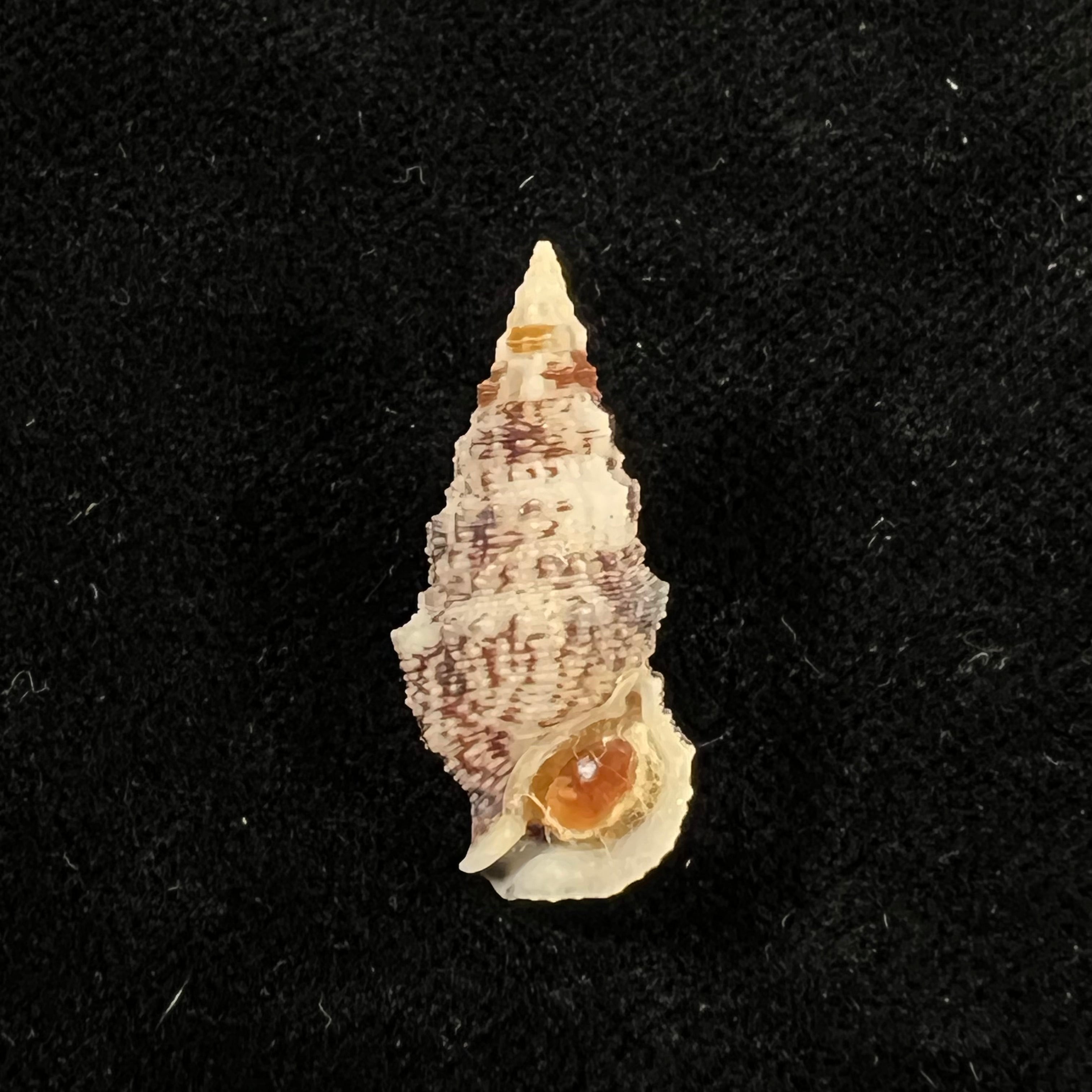 Cerithium atratum (Born, 1778) - 25,3mm