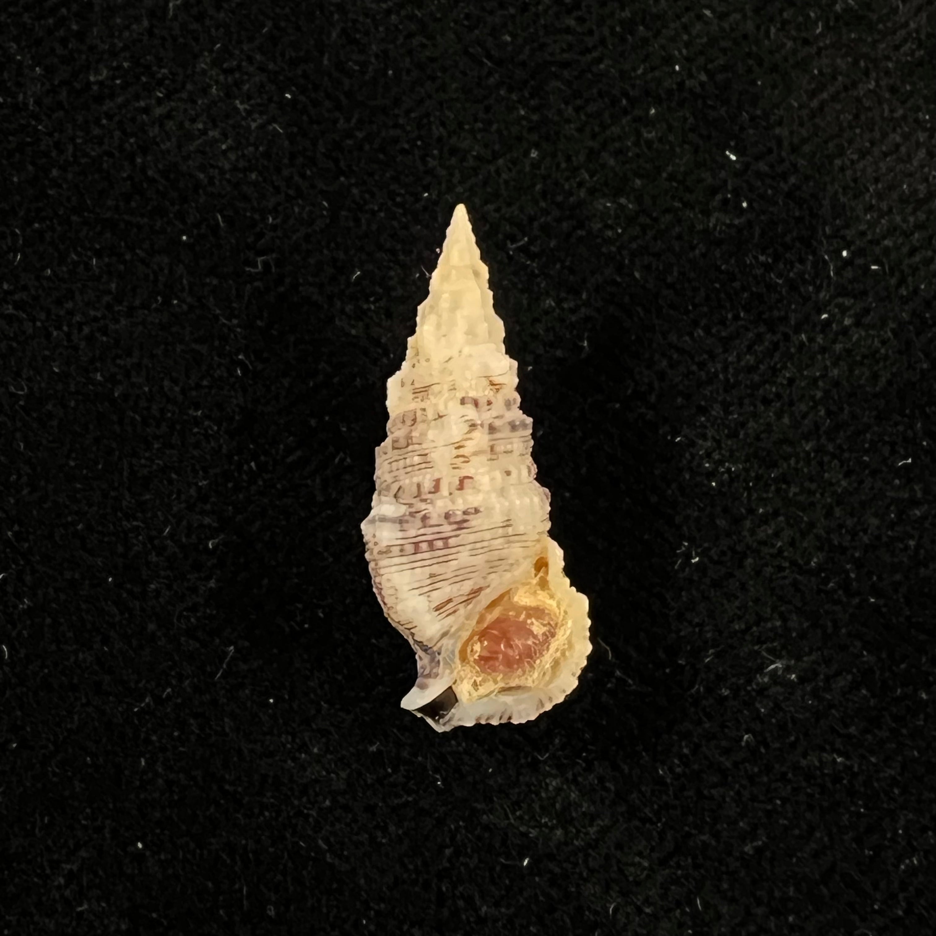 Cerithium atratum (Born, 1778) - 24,2mm