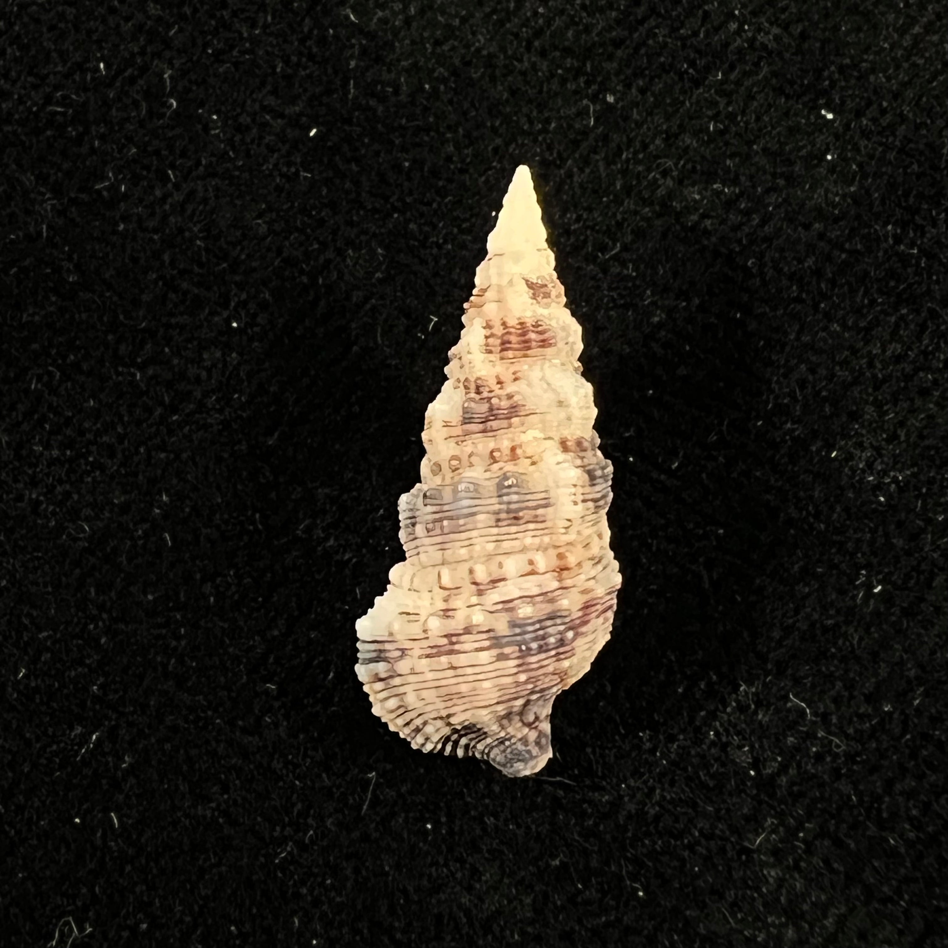 Cerithium atratum (Born, 1778) - 24,9mm