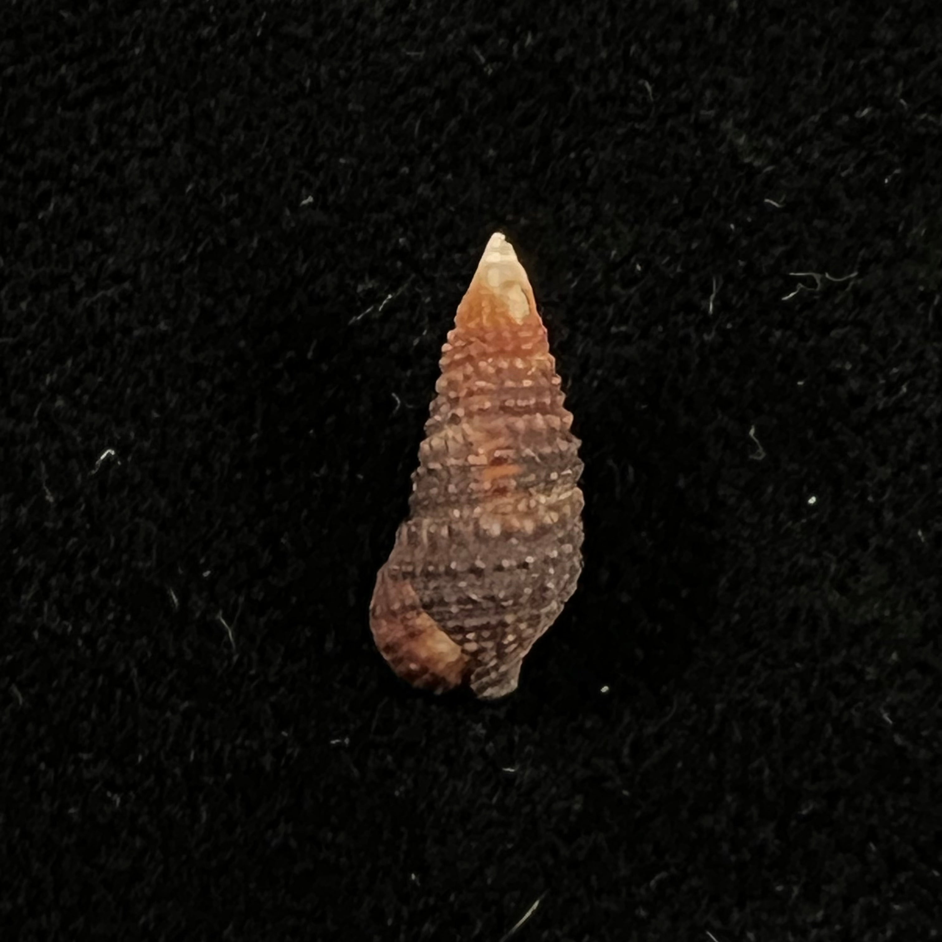 Cerithium lutosum Menke, 1828 - 13,9mm