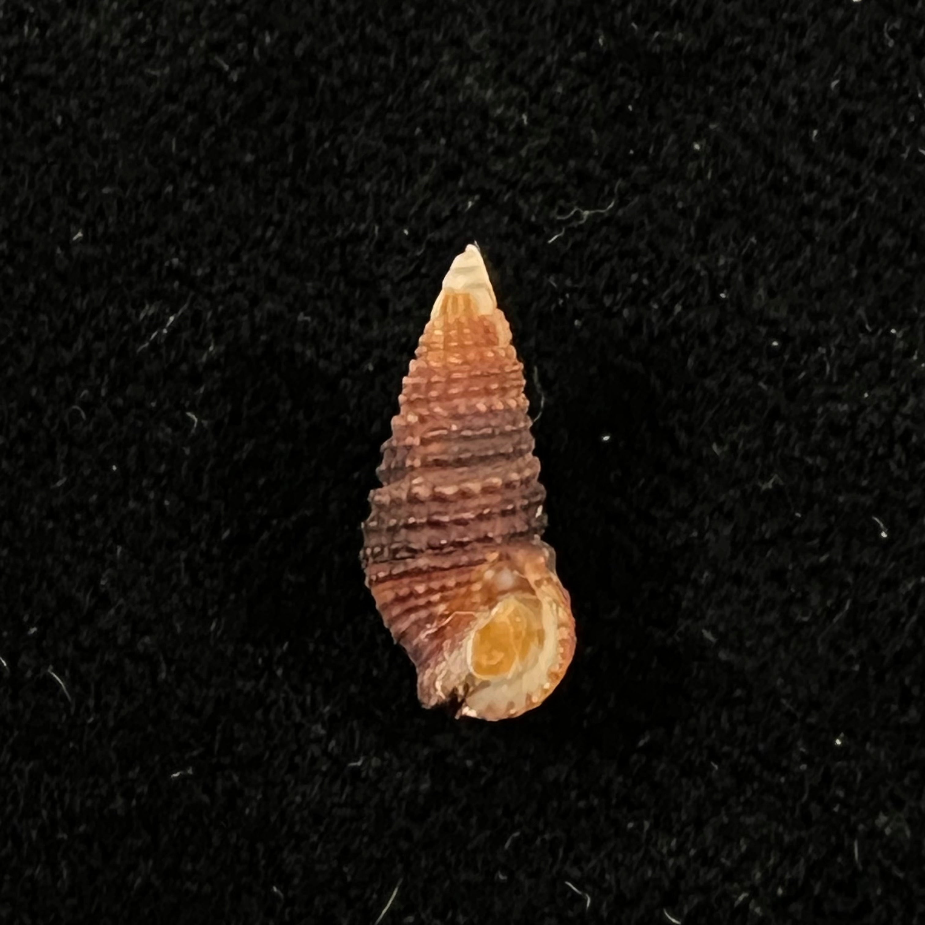 Cerithium lutosum Menke, 1828 - 13,9mm